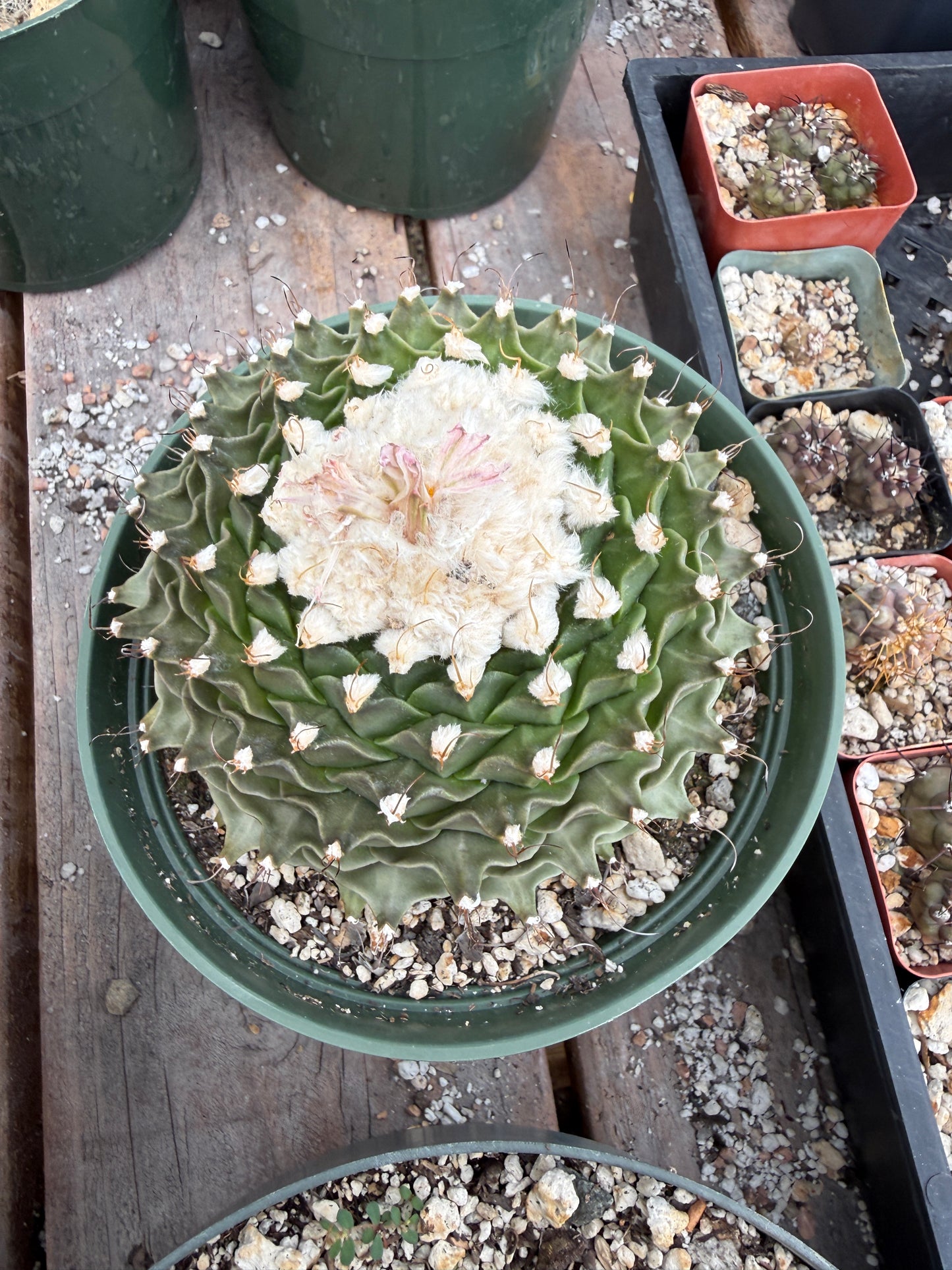 Obregonia denegrii large