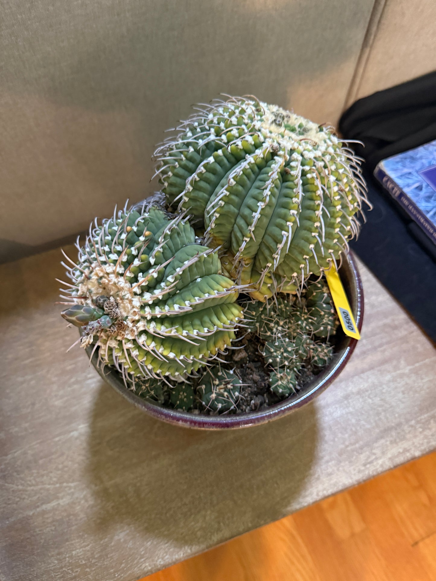 Gymno vatteri