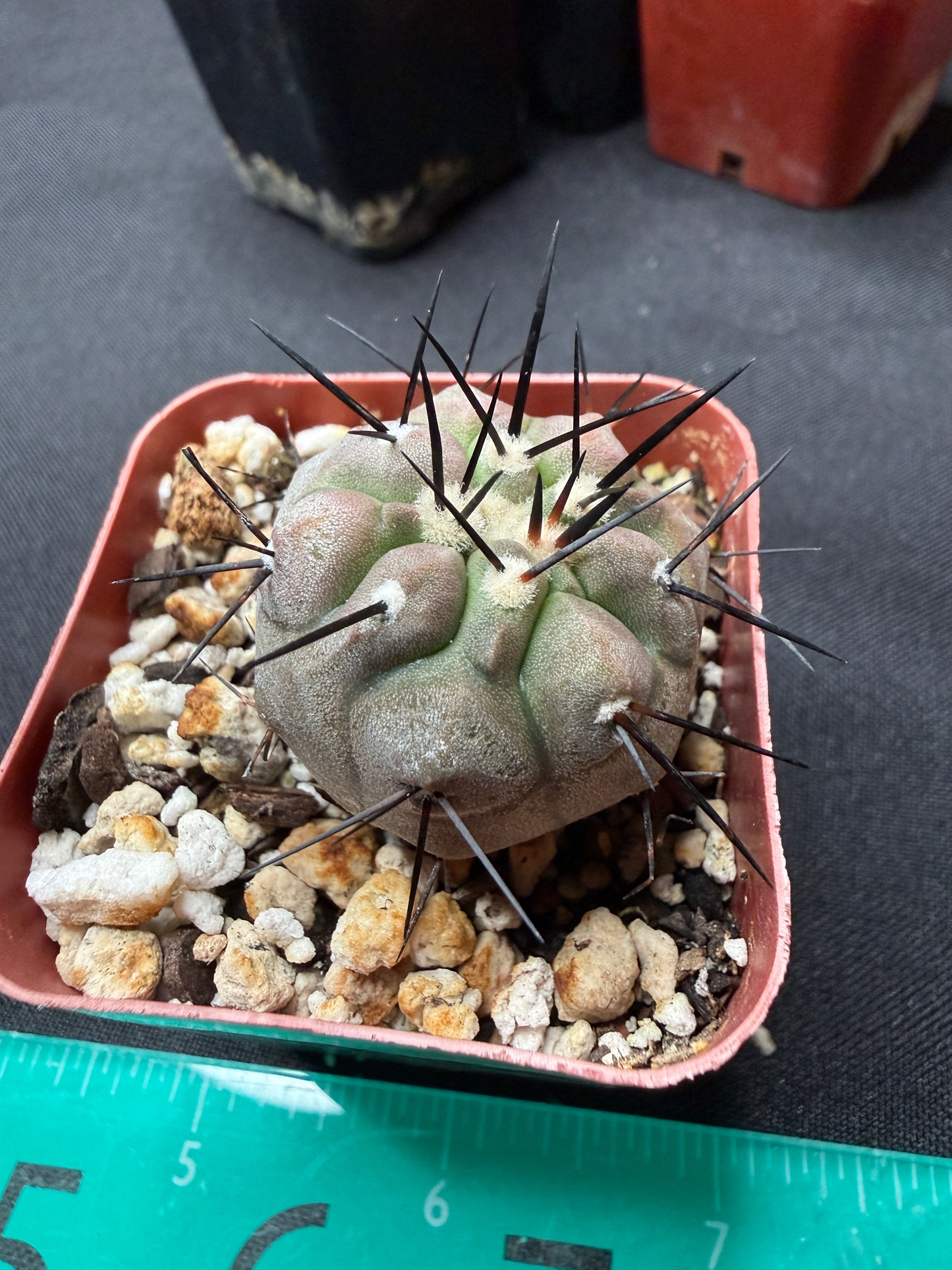 Copiapoa cinerea 1inch+ 838