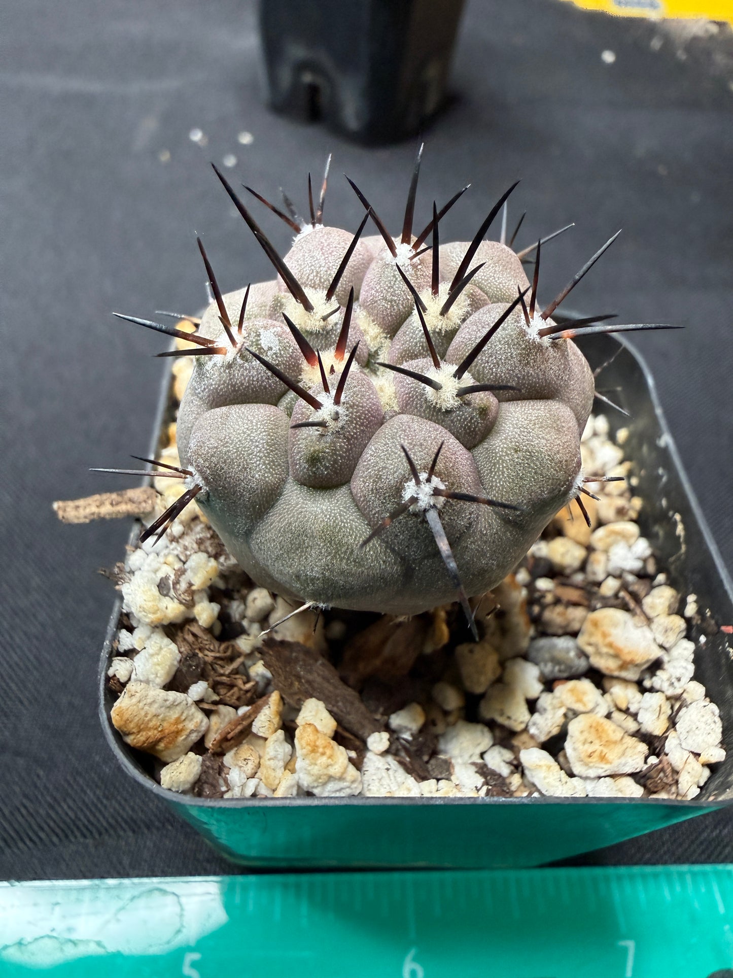 Copiapoa cinerea 719