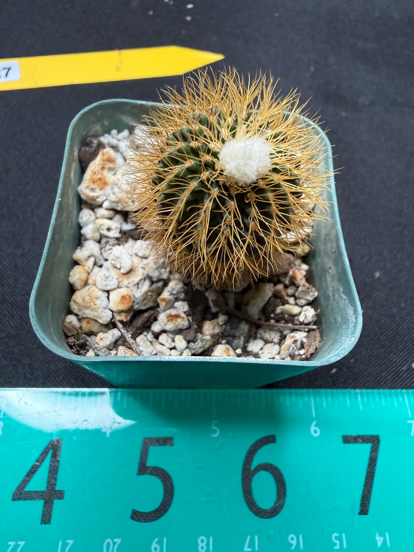 Frailea mammifera rare 727