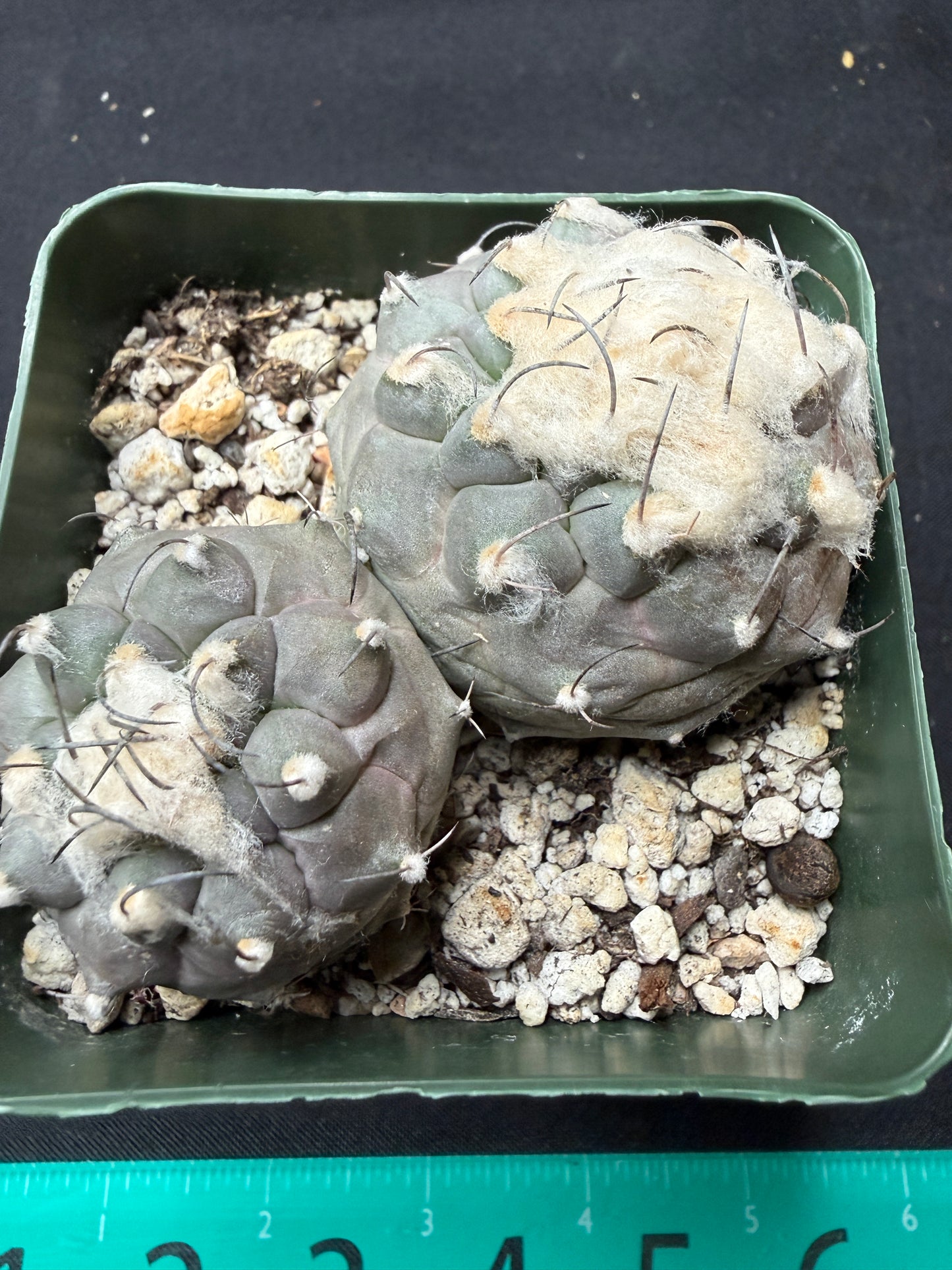 Turbinicarpus lophophoroides two heads 794 free shipping