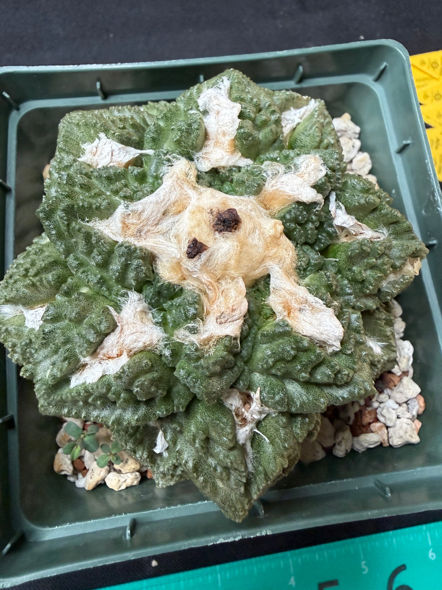 Ariocarpus fissuratus large beautiful 711 free shipping