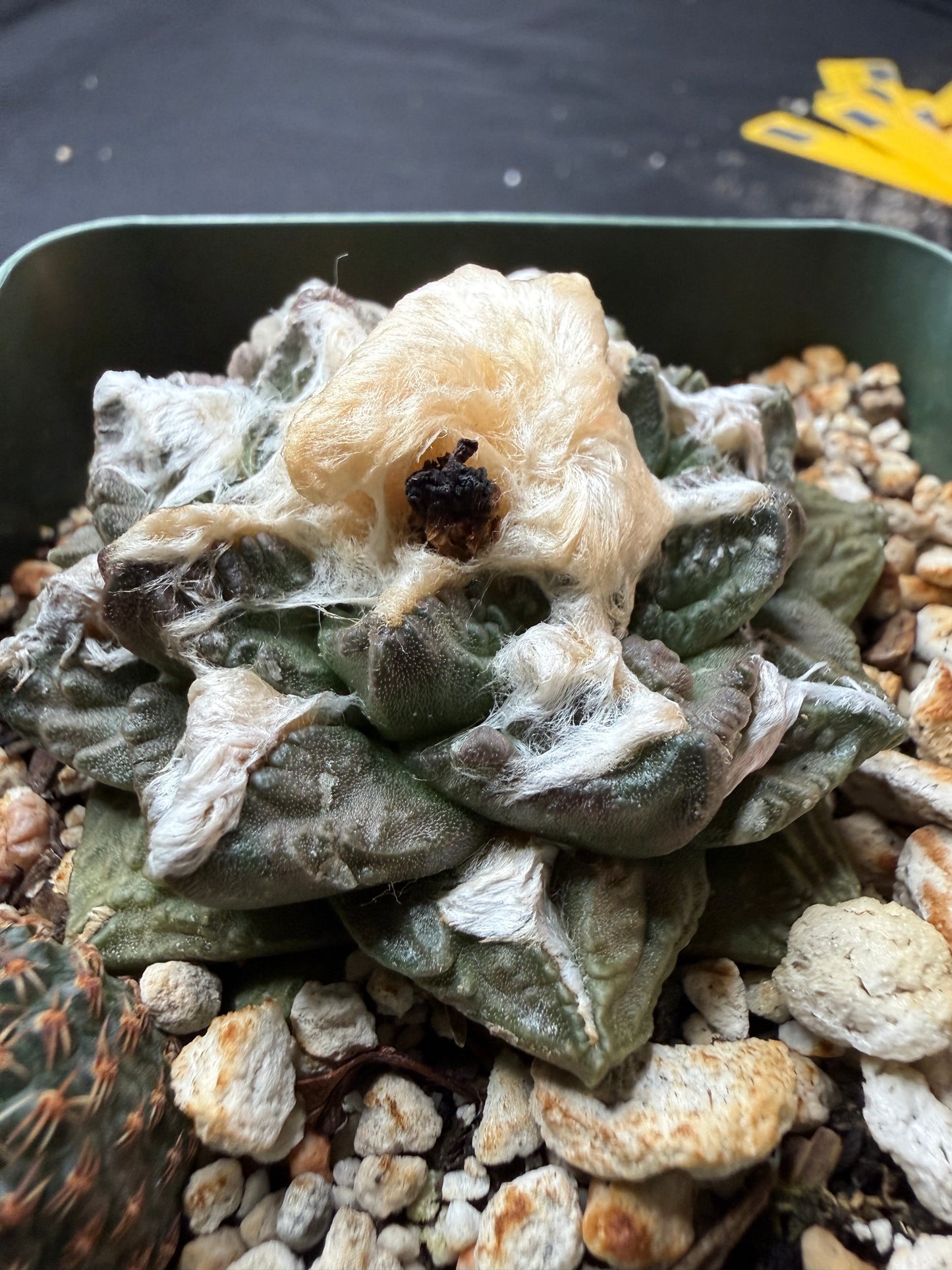 Ariocarpus fissuratus nice form 718