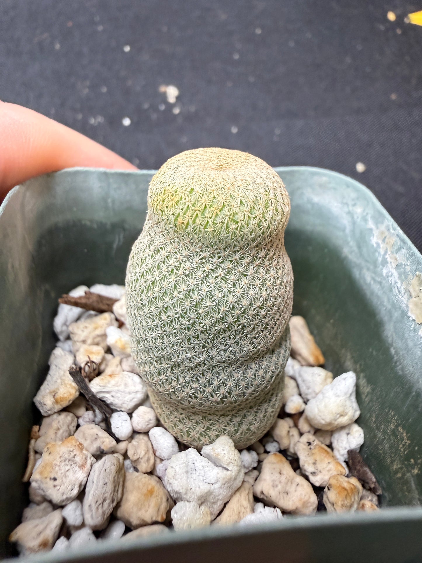 Epithelantha bokei rare 200