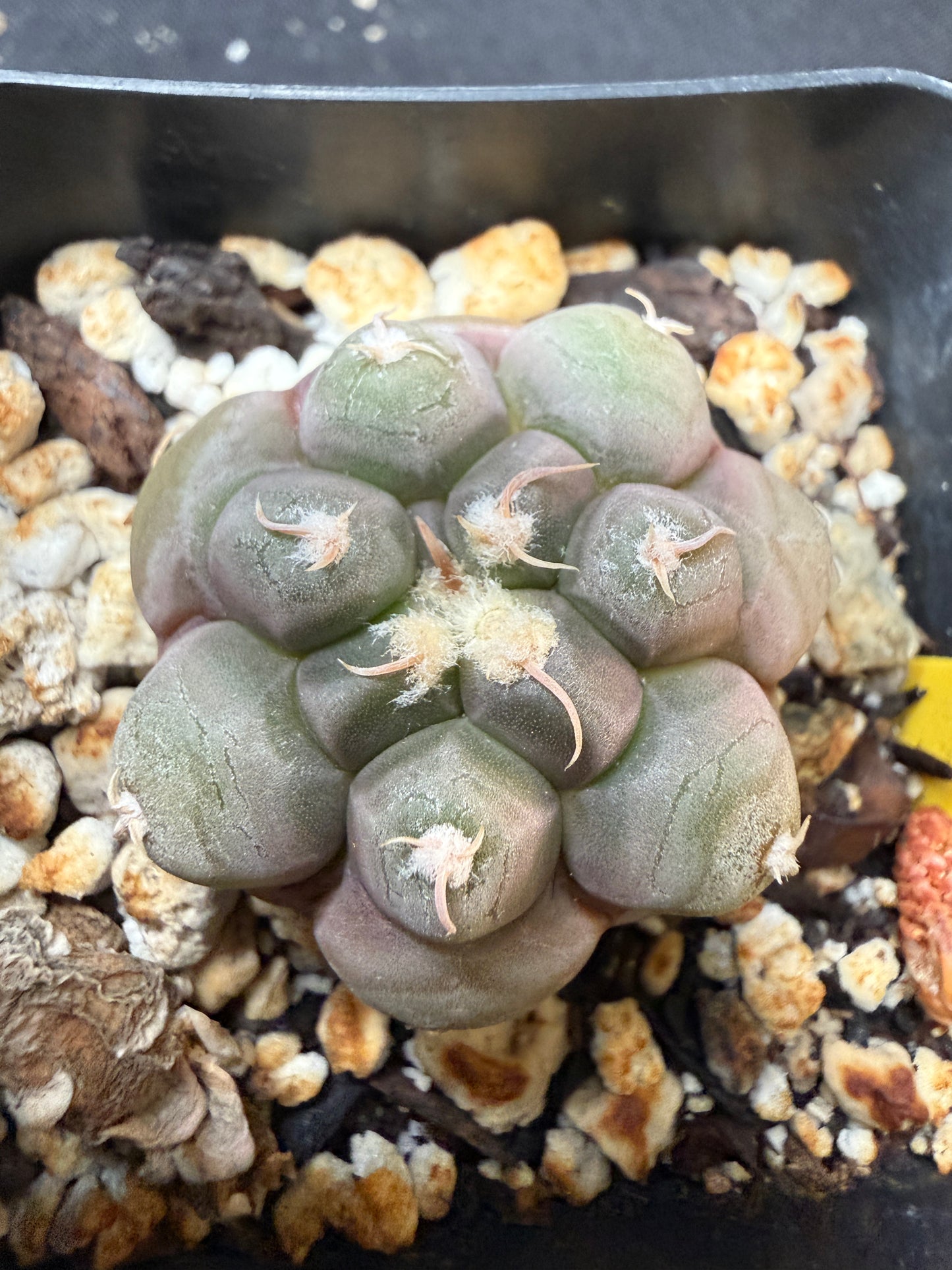 Gymnocalycium prochazkeanum rare 732