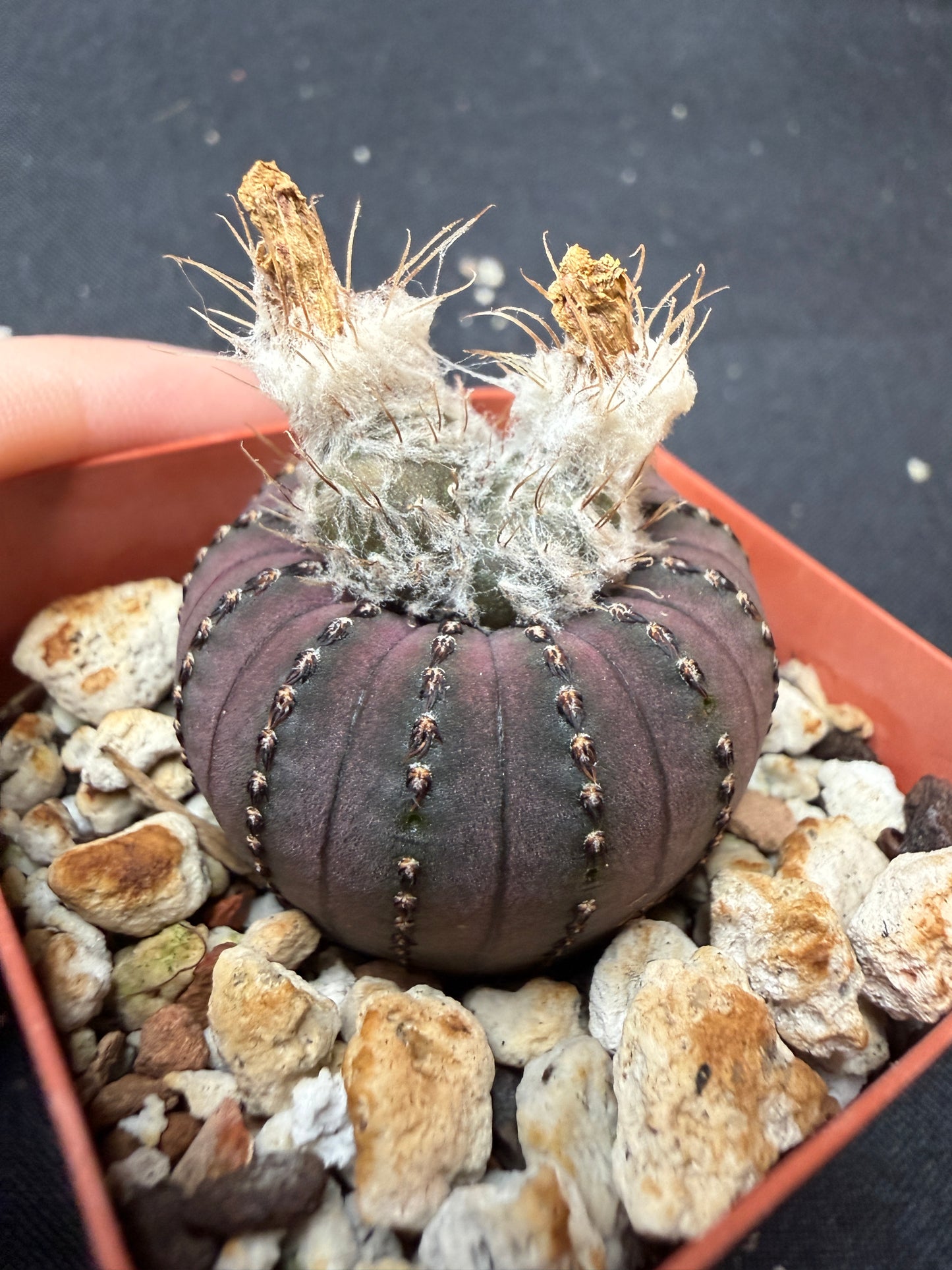 Frailea Castaneda 186