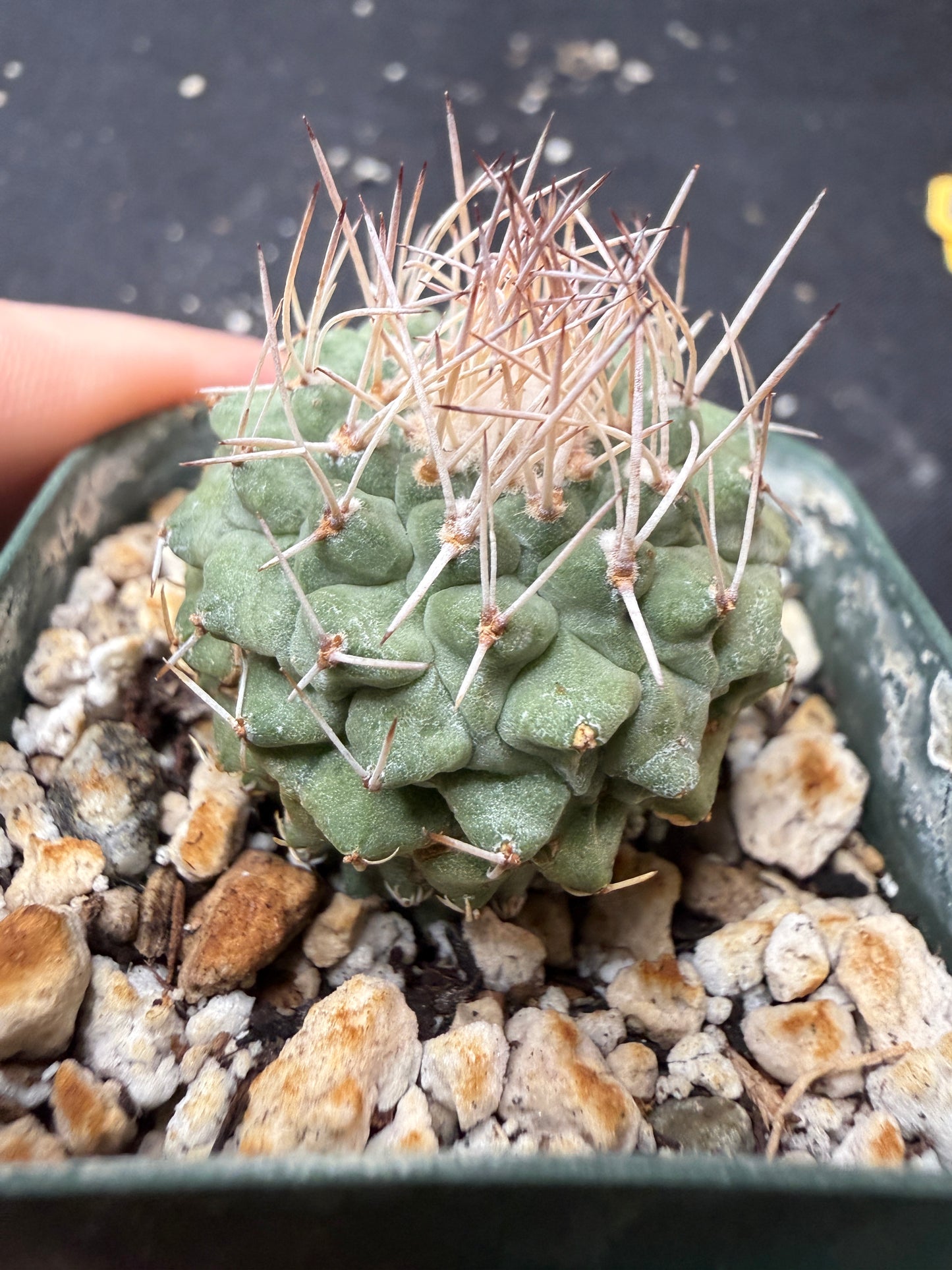 Strombocactus disciformis 669