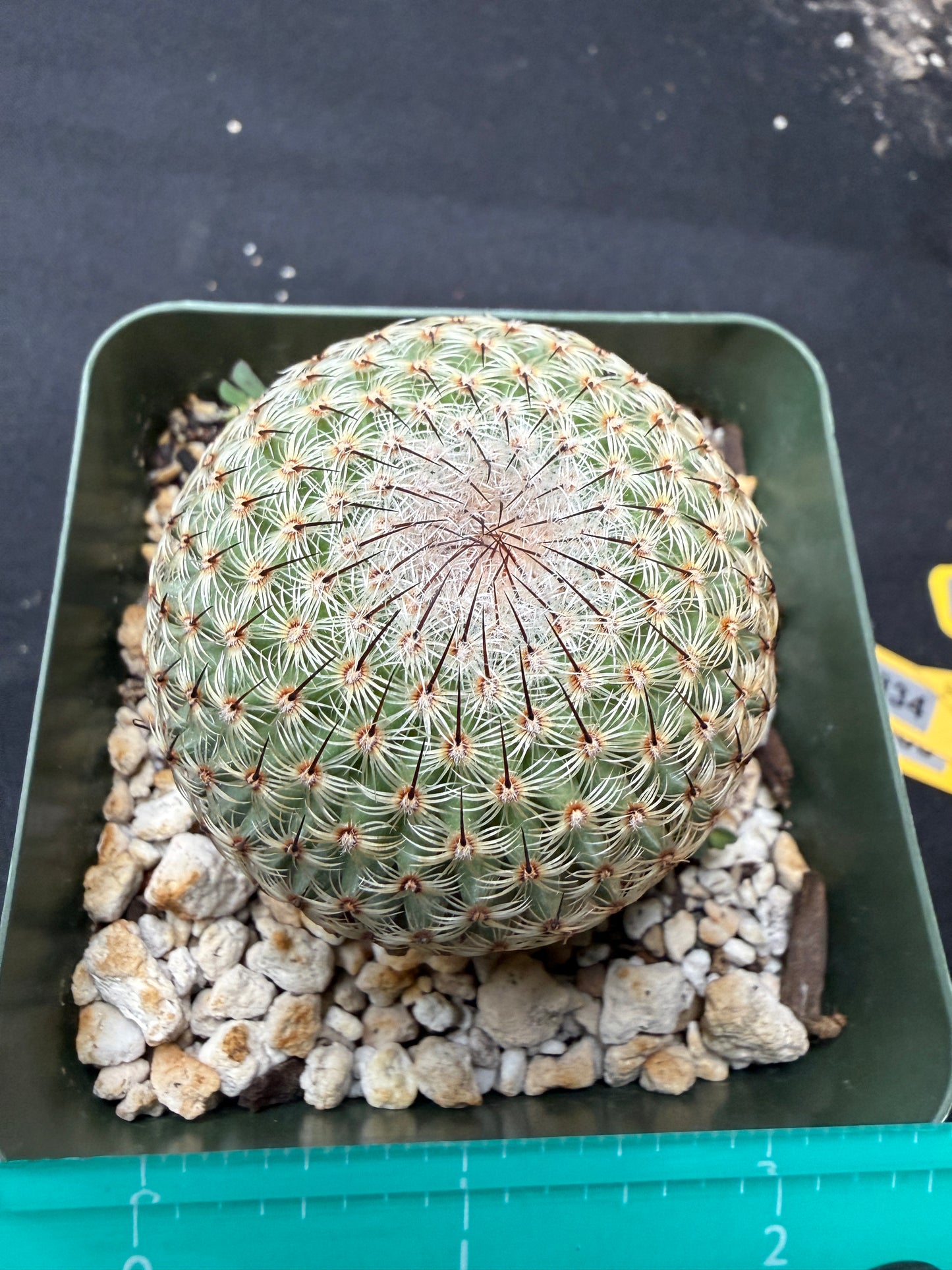 Mammillaria huitzlopochtlii 582