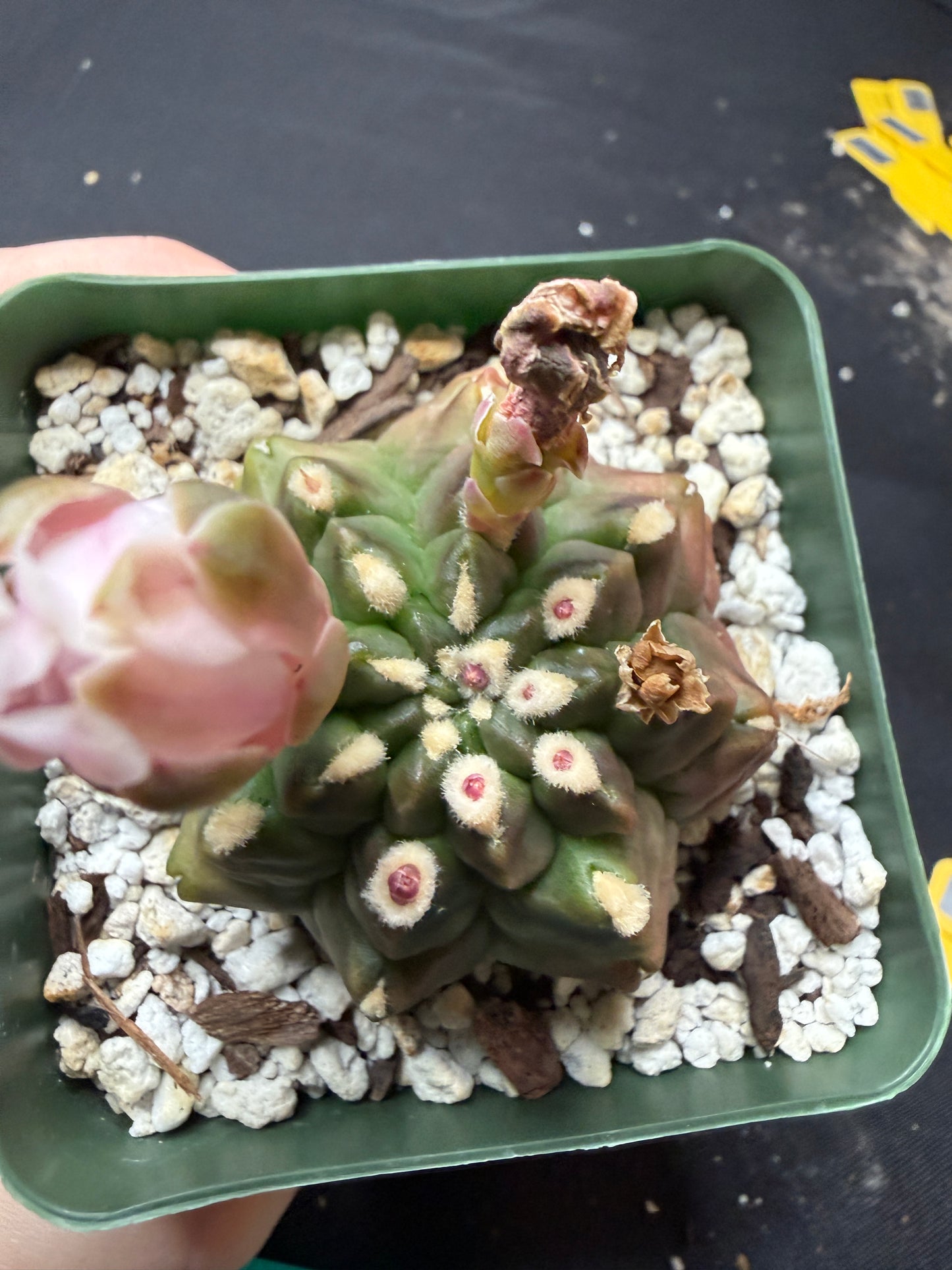 Gymnocalycium transformer 834