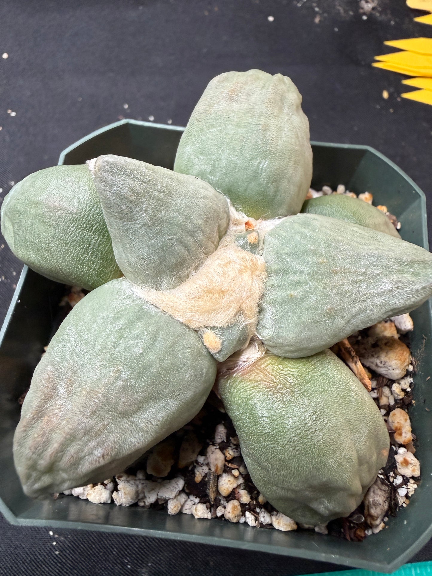 Ariocarpus maruibo trifinger on short graft 823