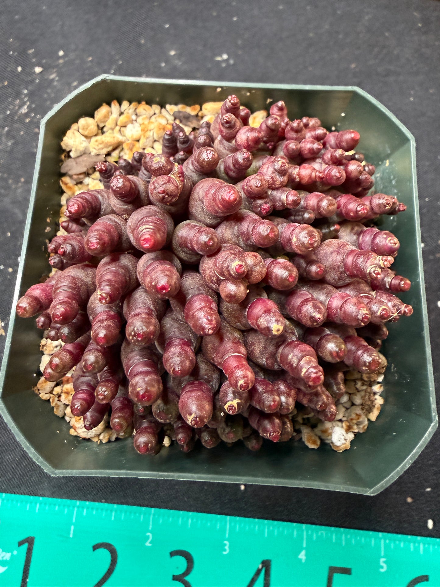 Mammillaria red Fred large 811