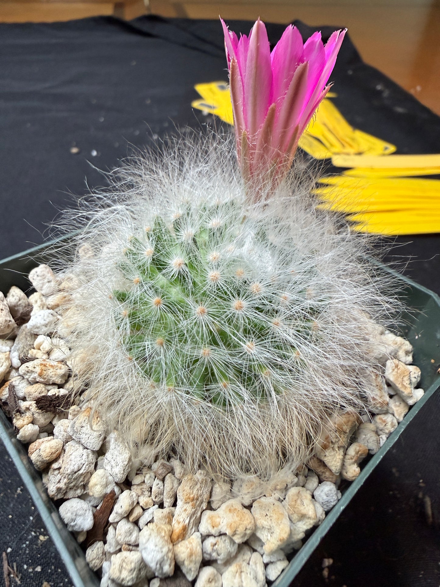 Mammillaria guelzowiana inermis rare softest cactus ever 780