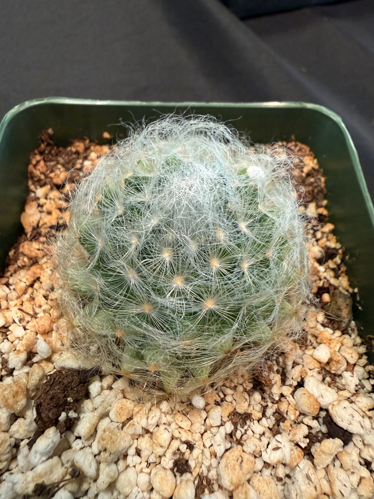 Mammillaria aureilanata #2