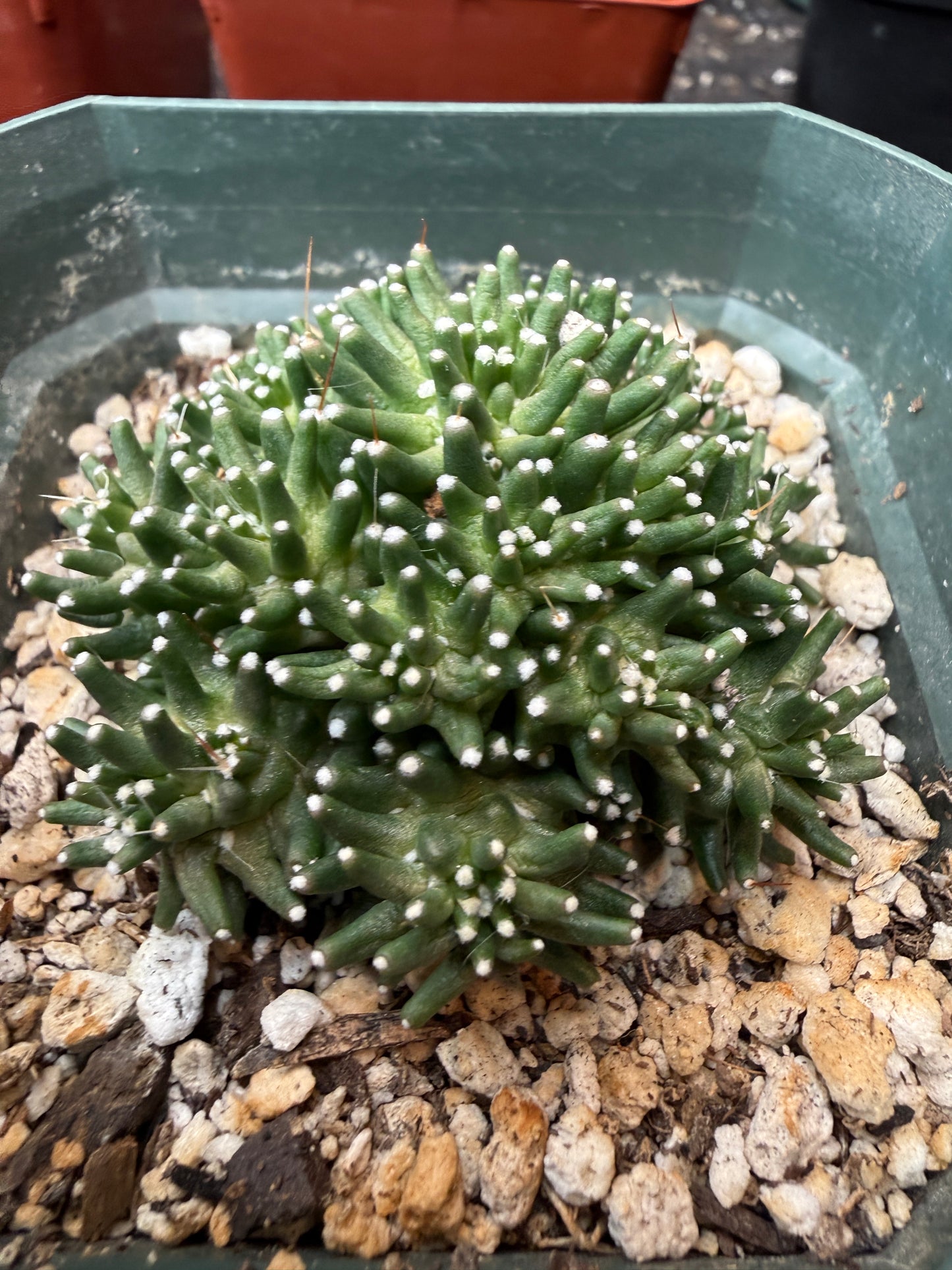 Mammillaria painteri monstrose rare 967