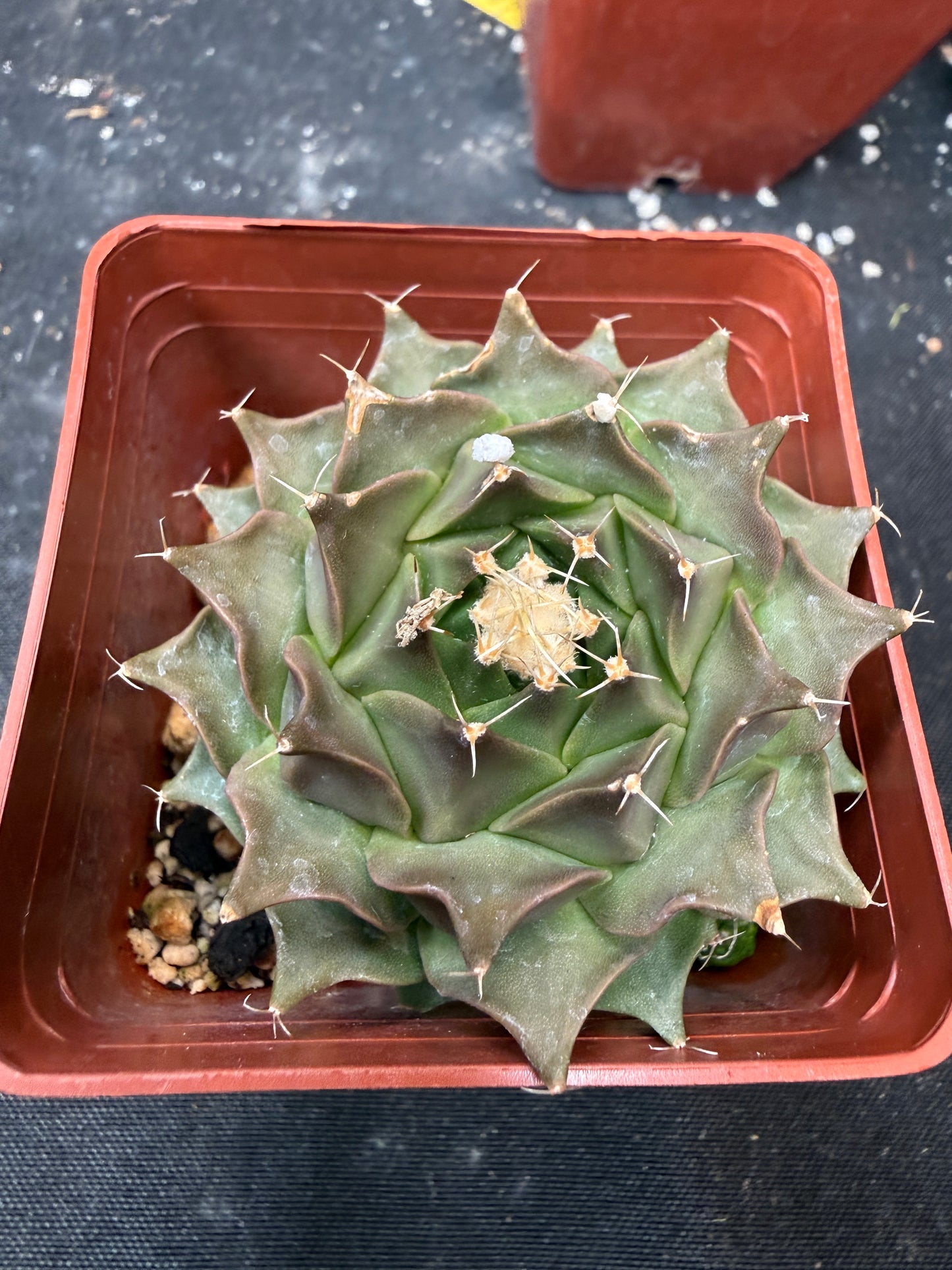 Obregonia denegrii 907