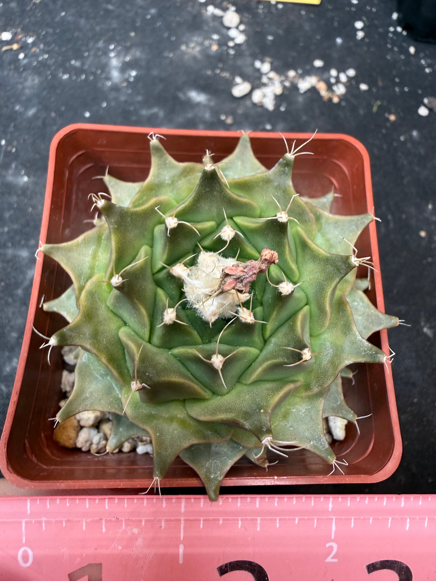 Obregonia denegrii 923