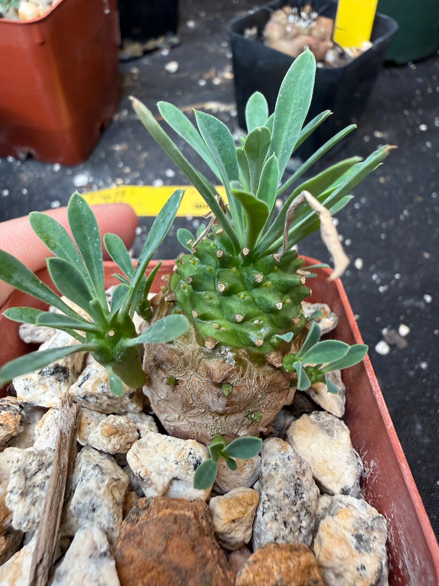Euphorbia japonica 630