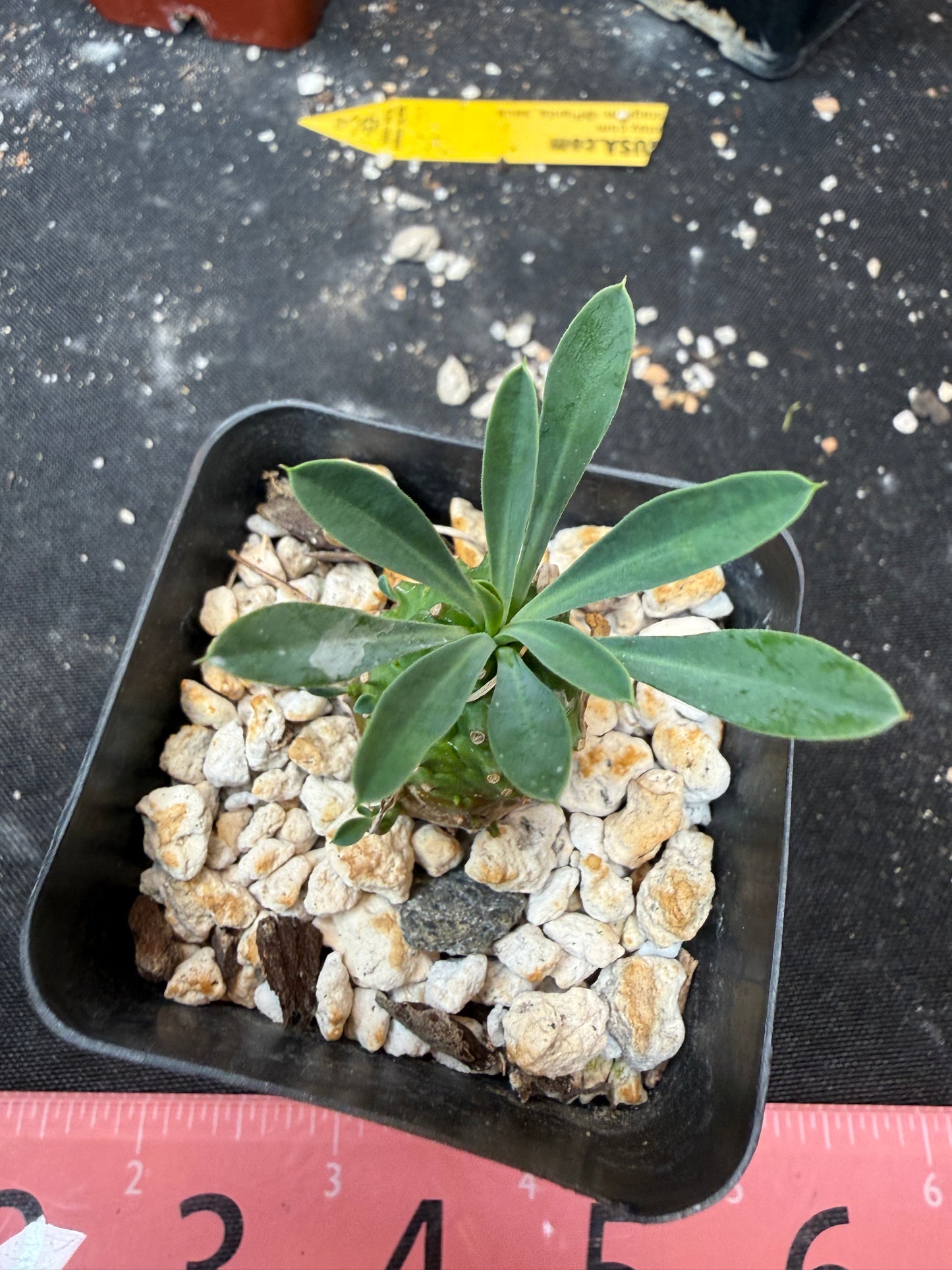 Euphorbia japonica 658