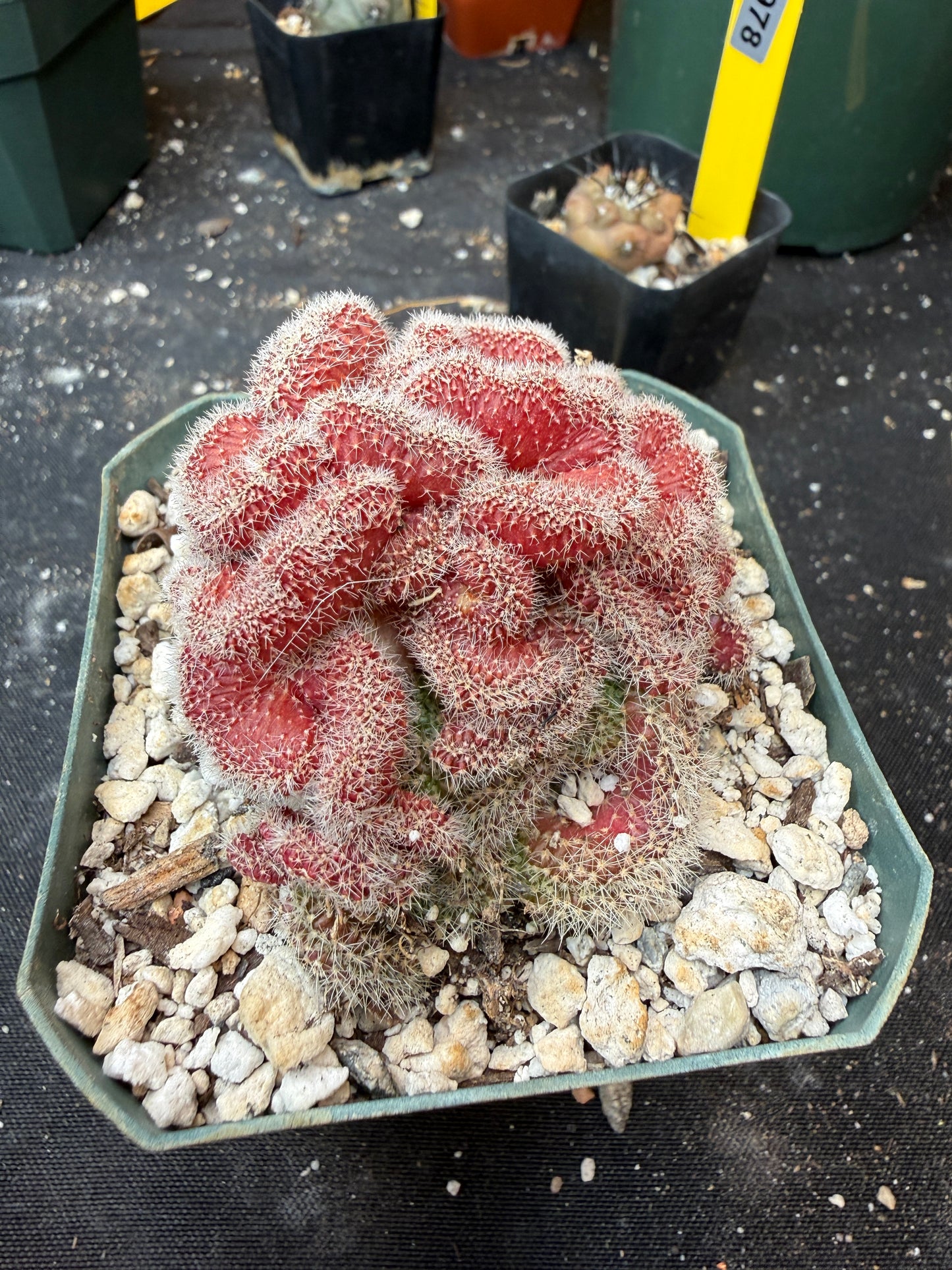 Echinopsis mirabilis crest rare 927
