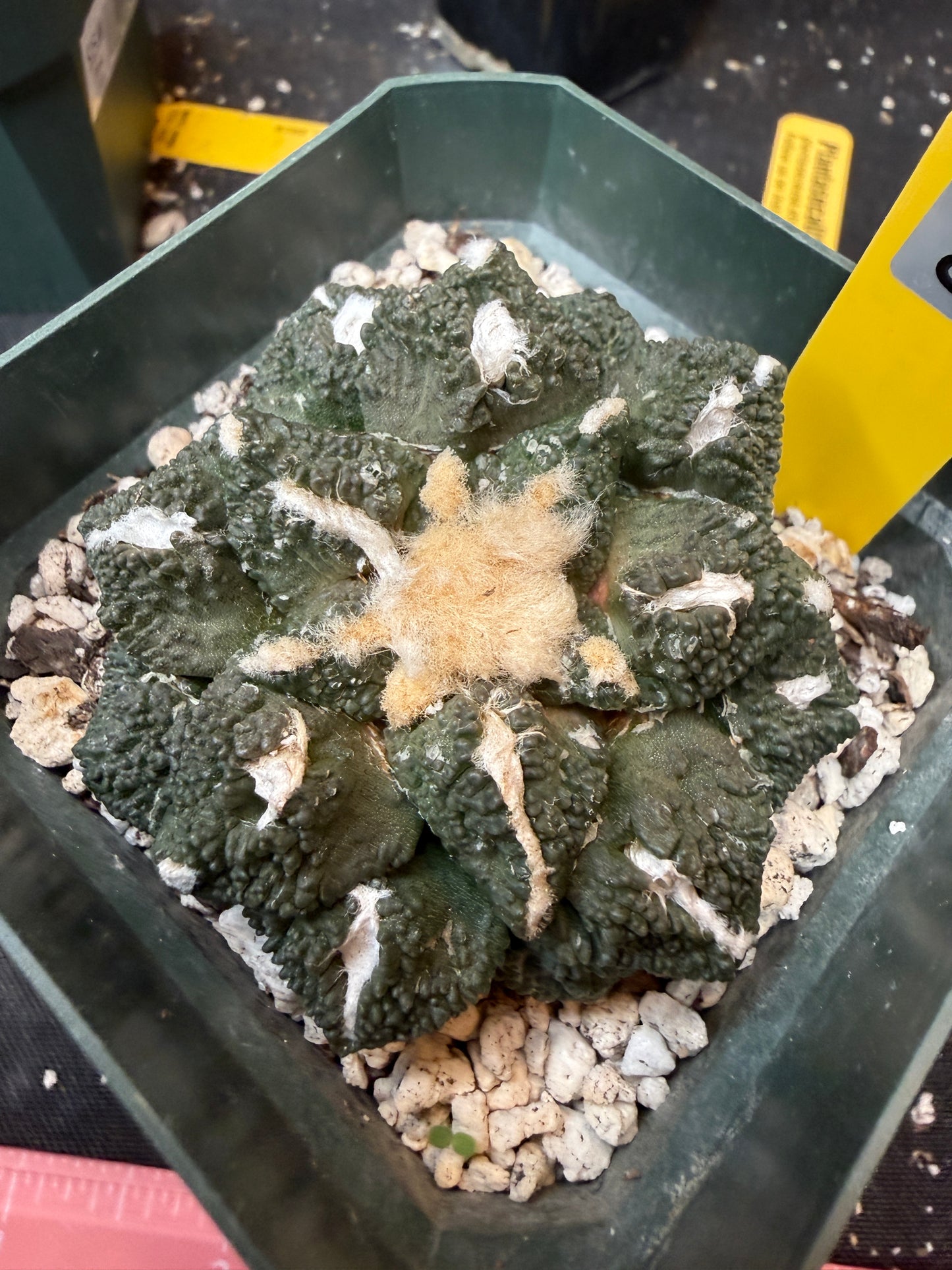 Ariocarpus kotschoubeyanus x Godzilla on short graft 840