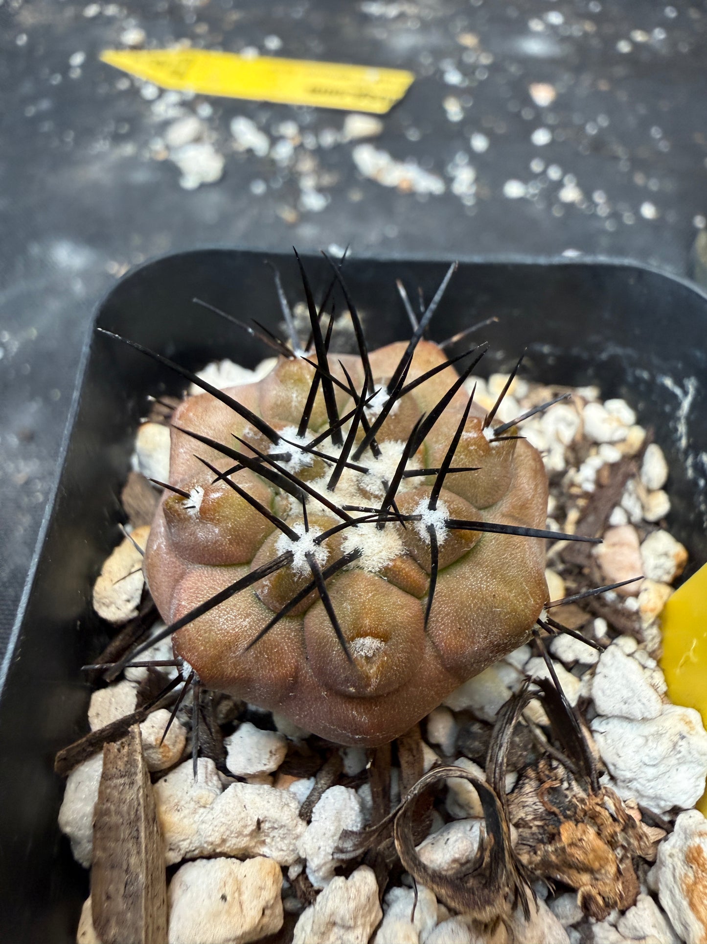 Copiapoa cinerea 978