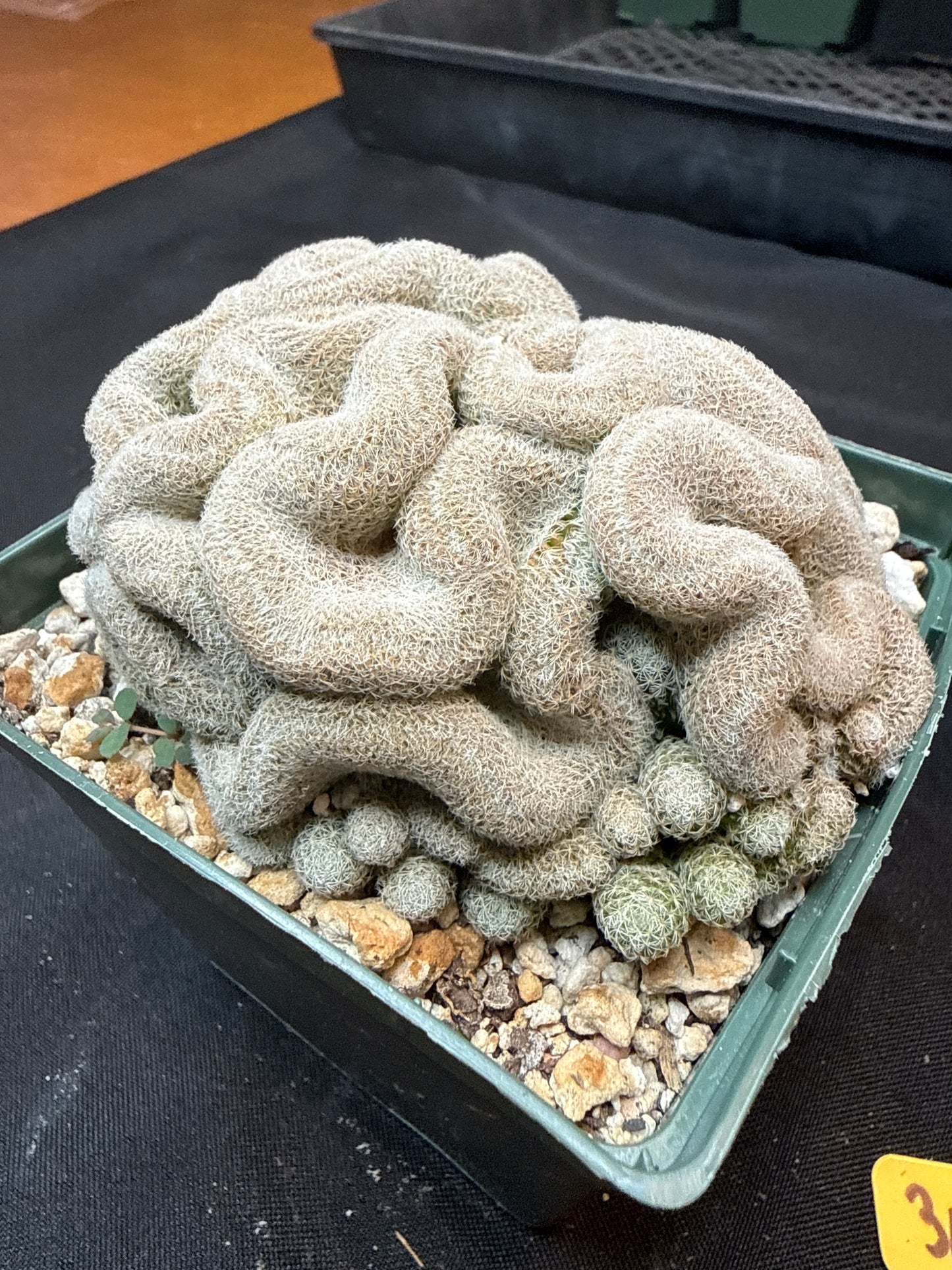 Mammillaria microthele crest large 307