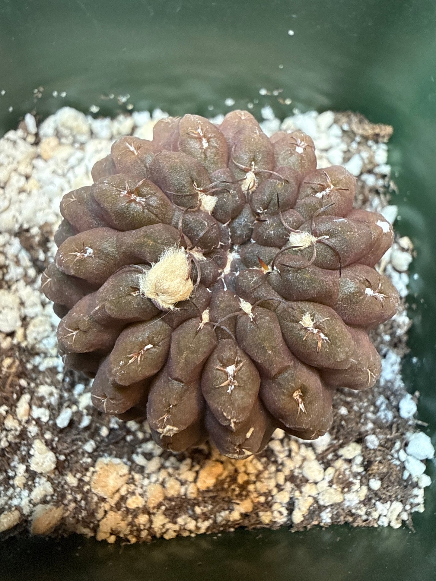 Neochilenia glaubrescense 310