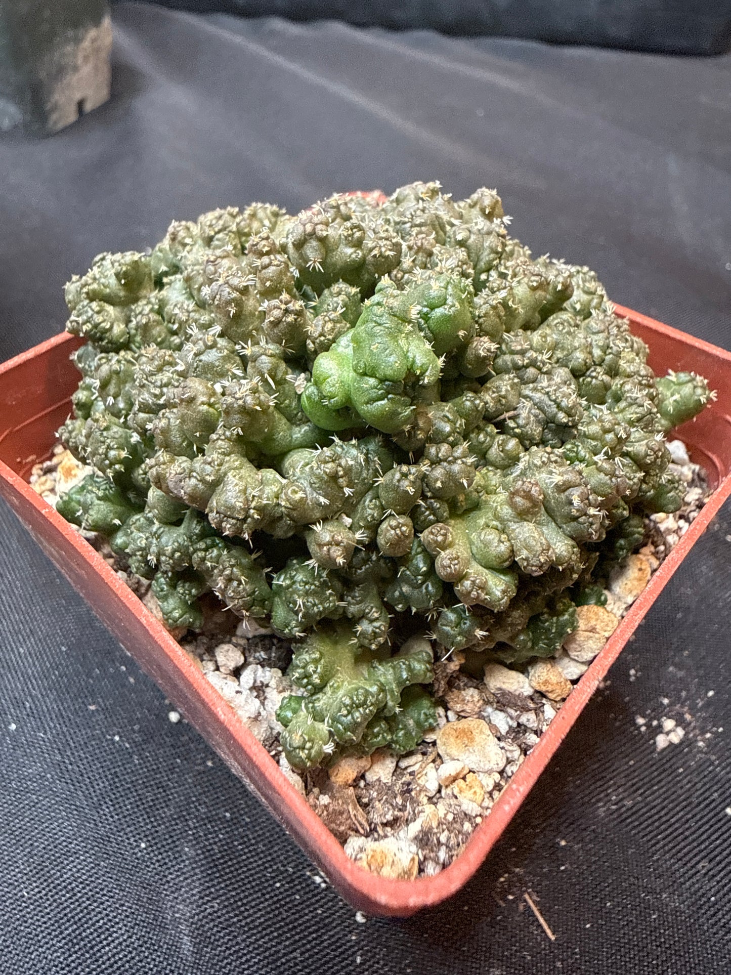 Coryphantha Elephantidens monstrose 311