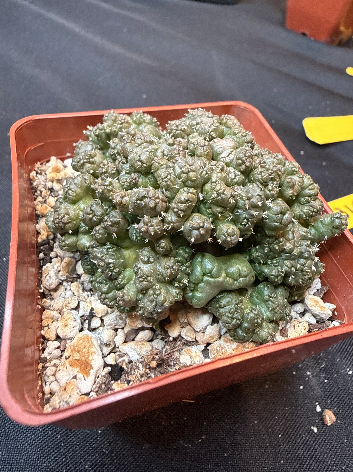Coryphantha Elephantidens monstrose 312