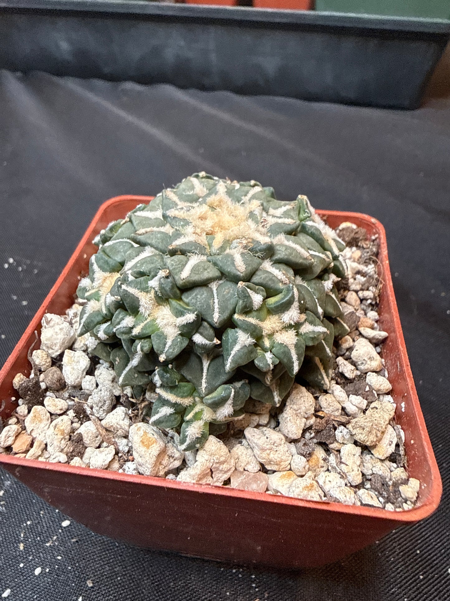 Ariocarpus kotschoubeyanus many heads on short graft