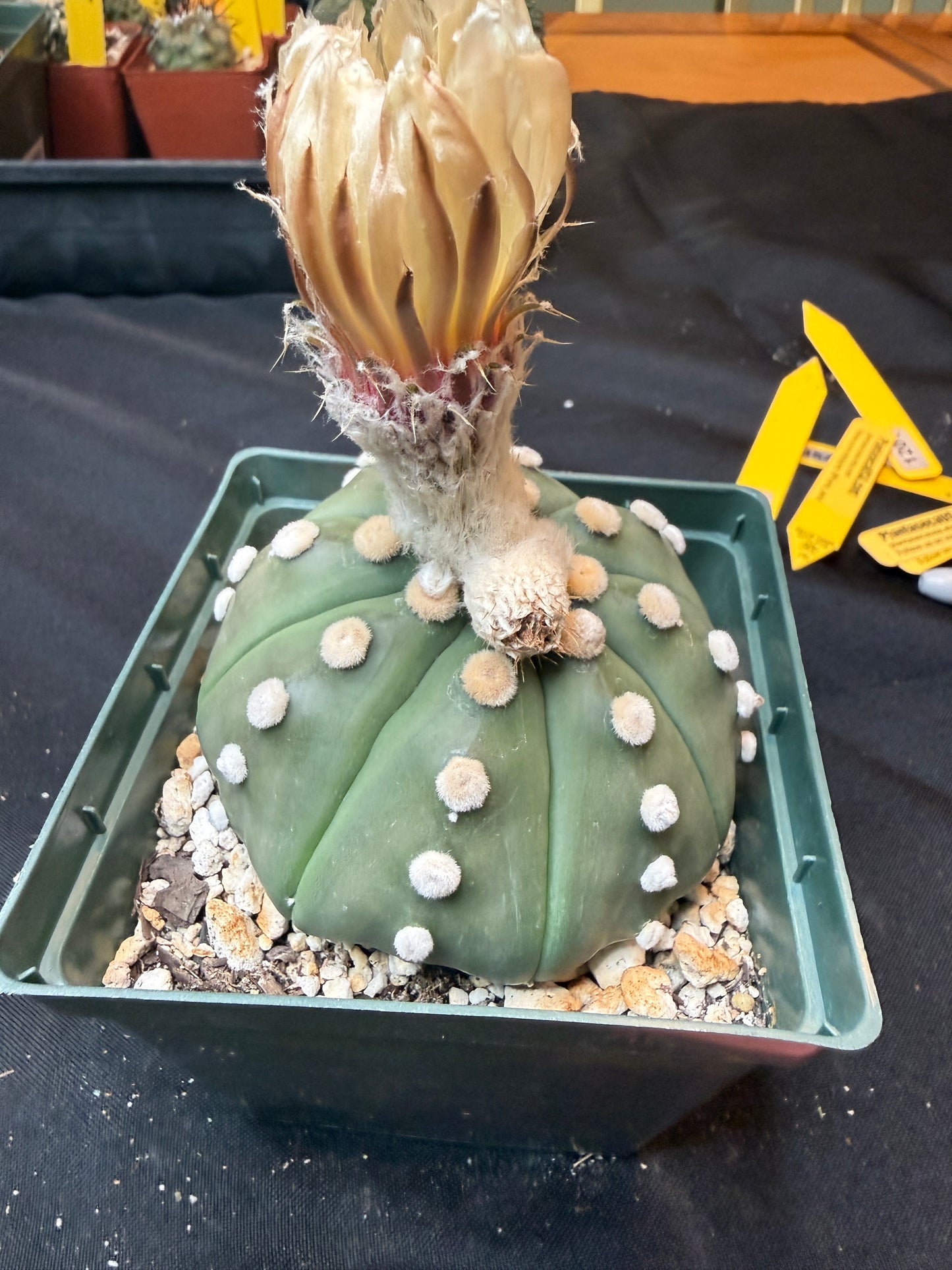 Astrophytum asterias large 319
