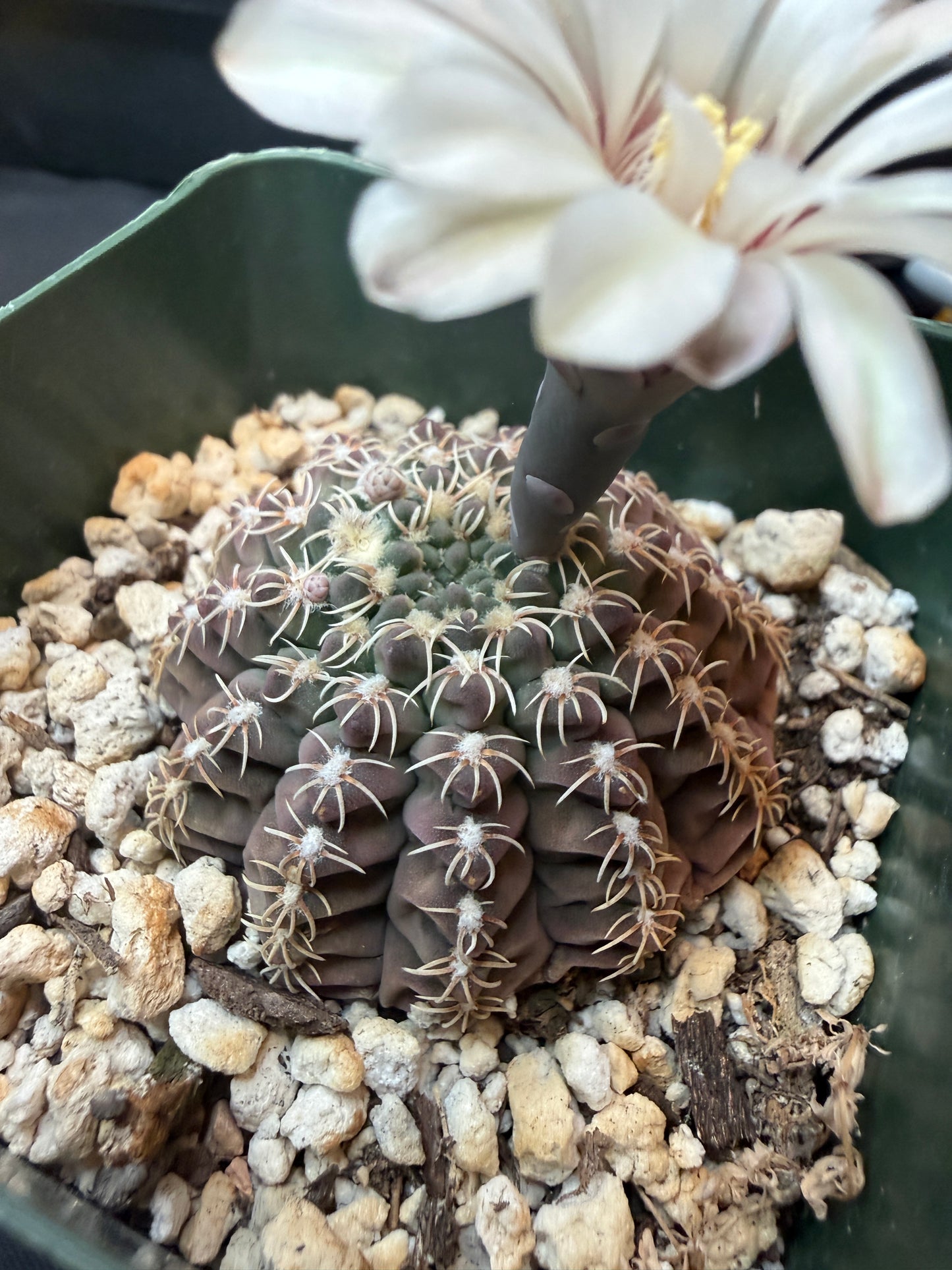 Gymnocalycium Quelianum rare 320