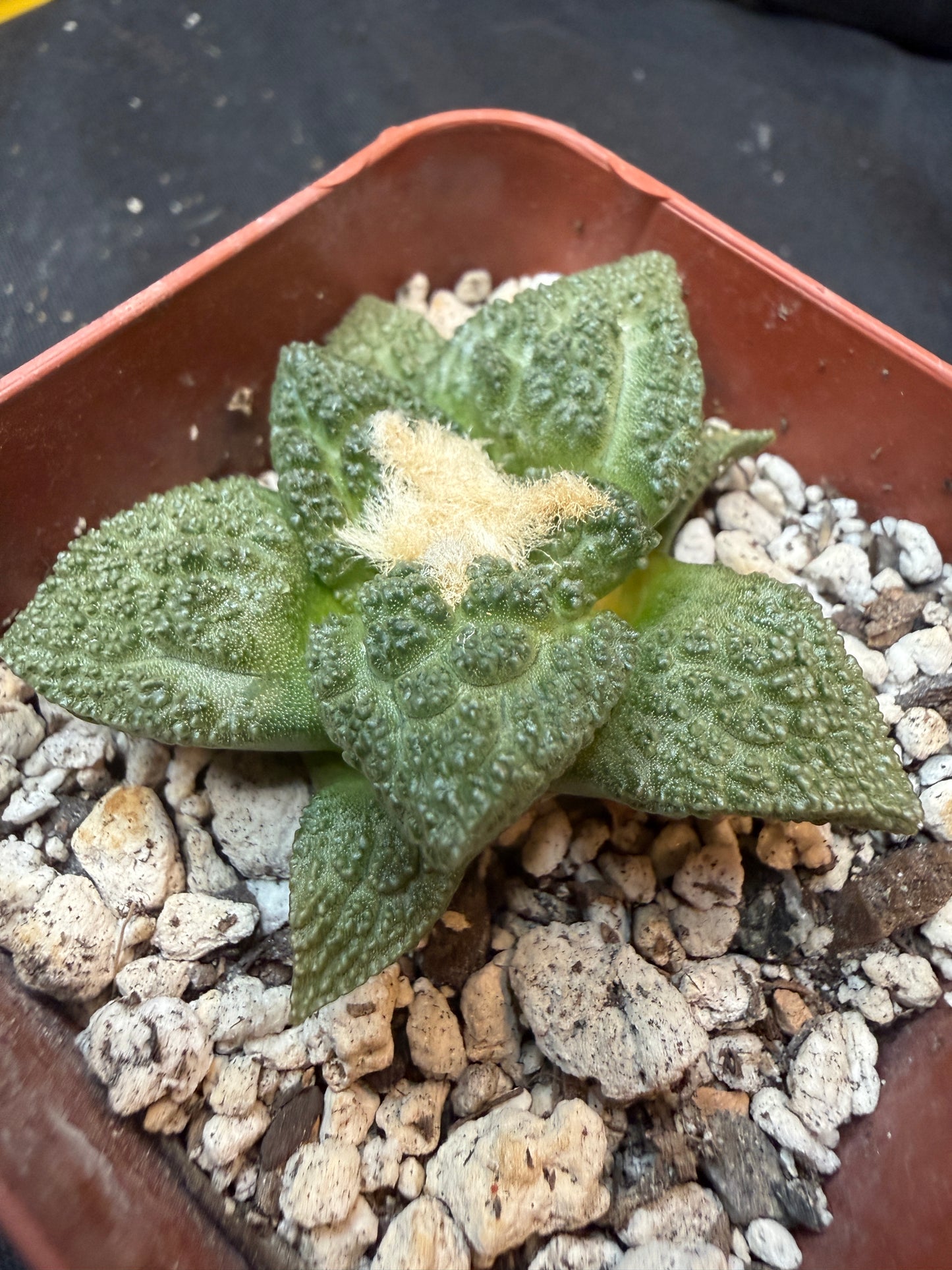 Ariocarpus fissuratus 327