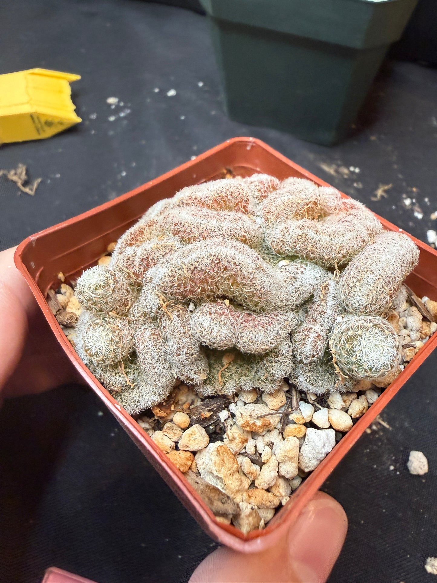 Mammillaria microthele crest 332