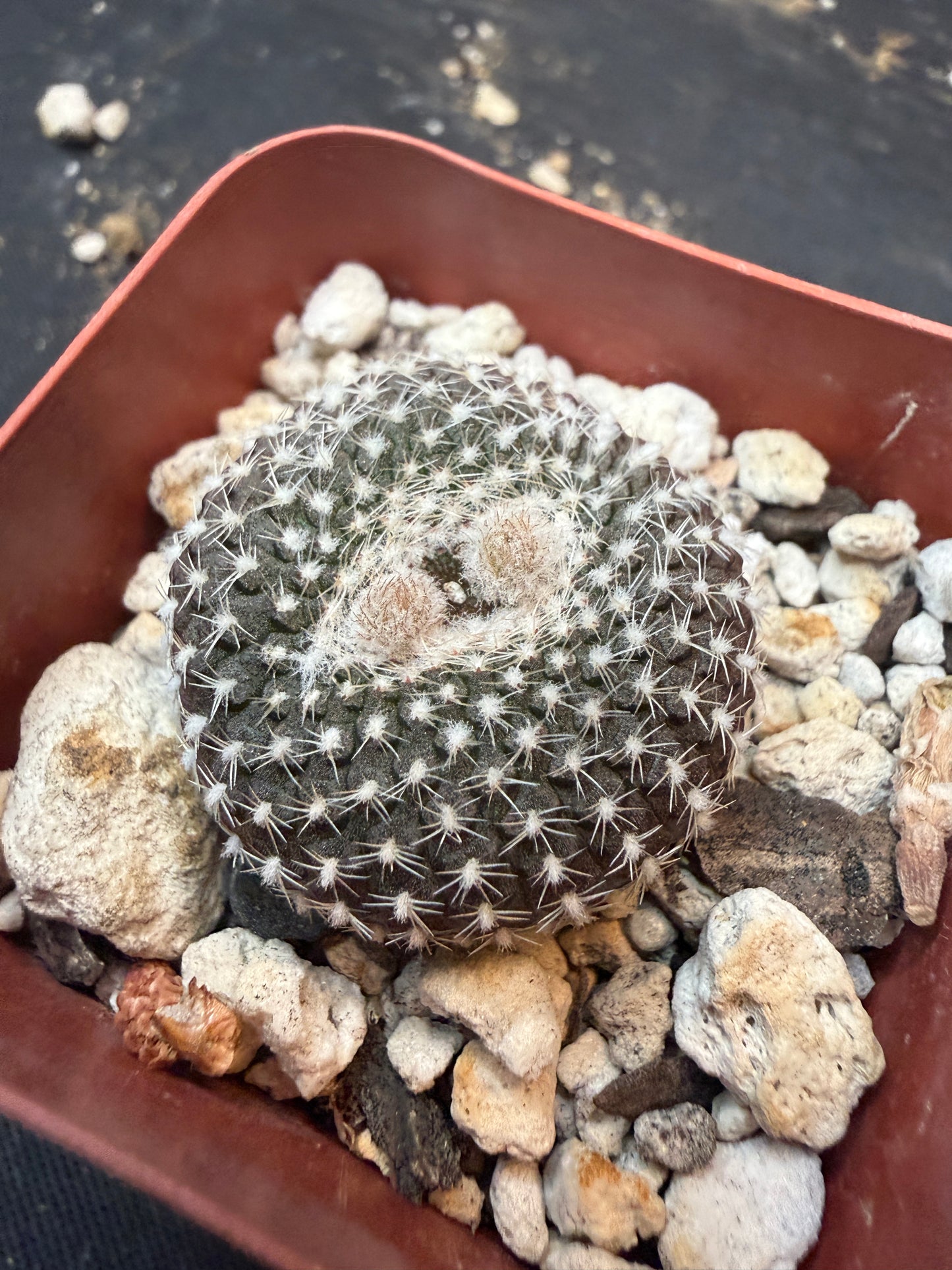 Frailea larae rare 339