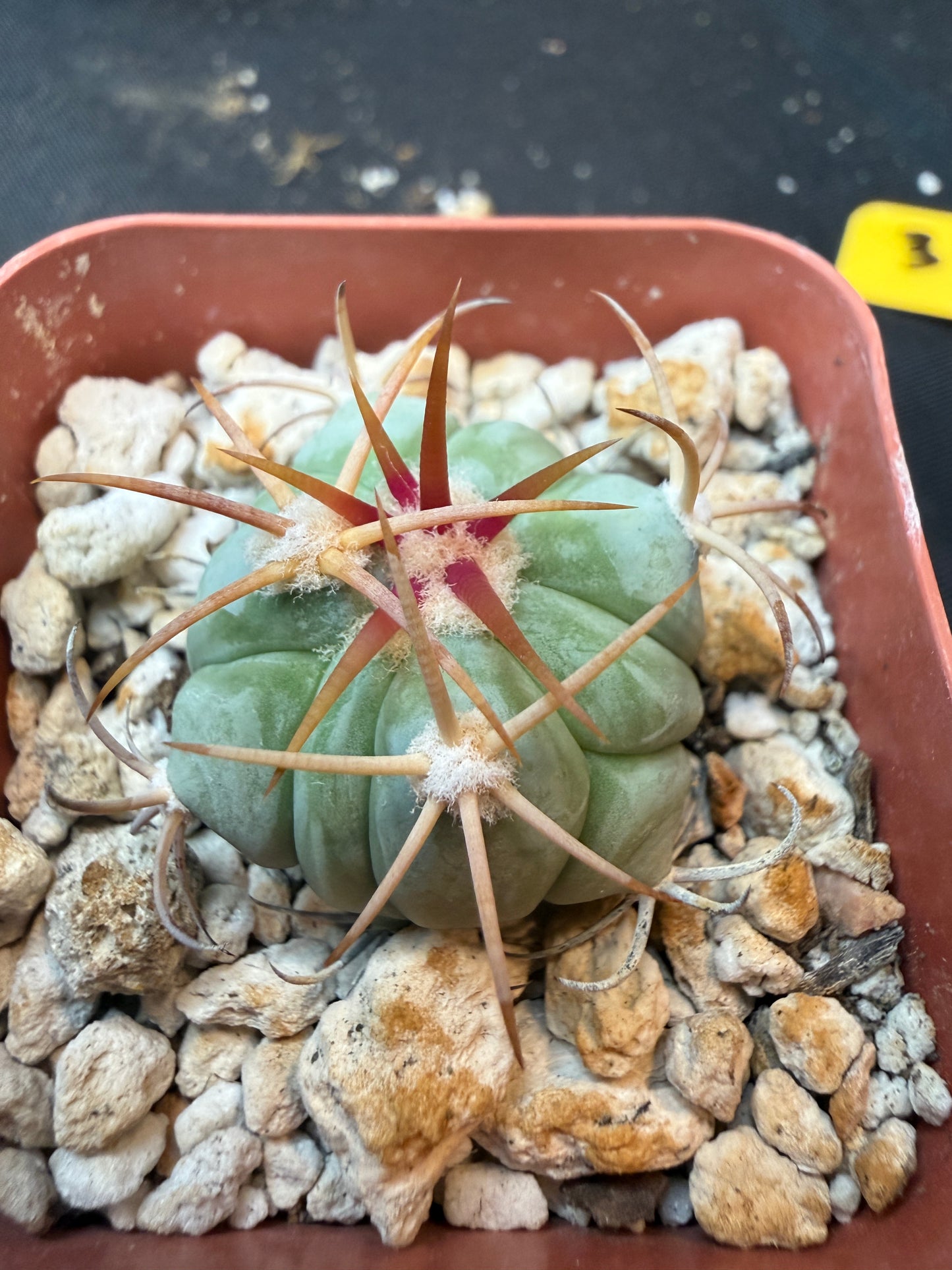 Echinocactus horizonthalonius rare 341