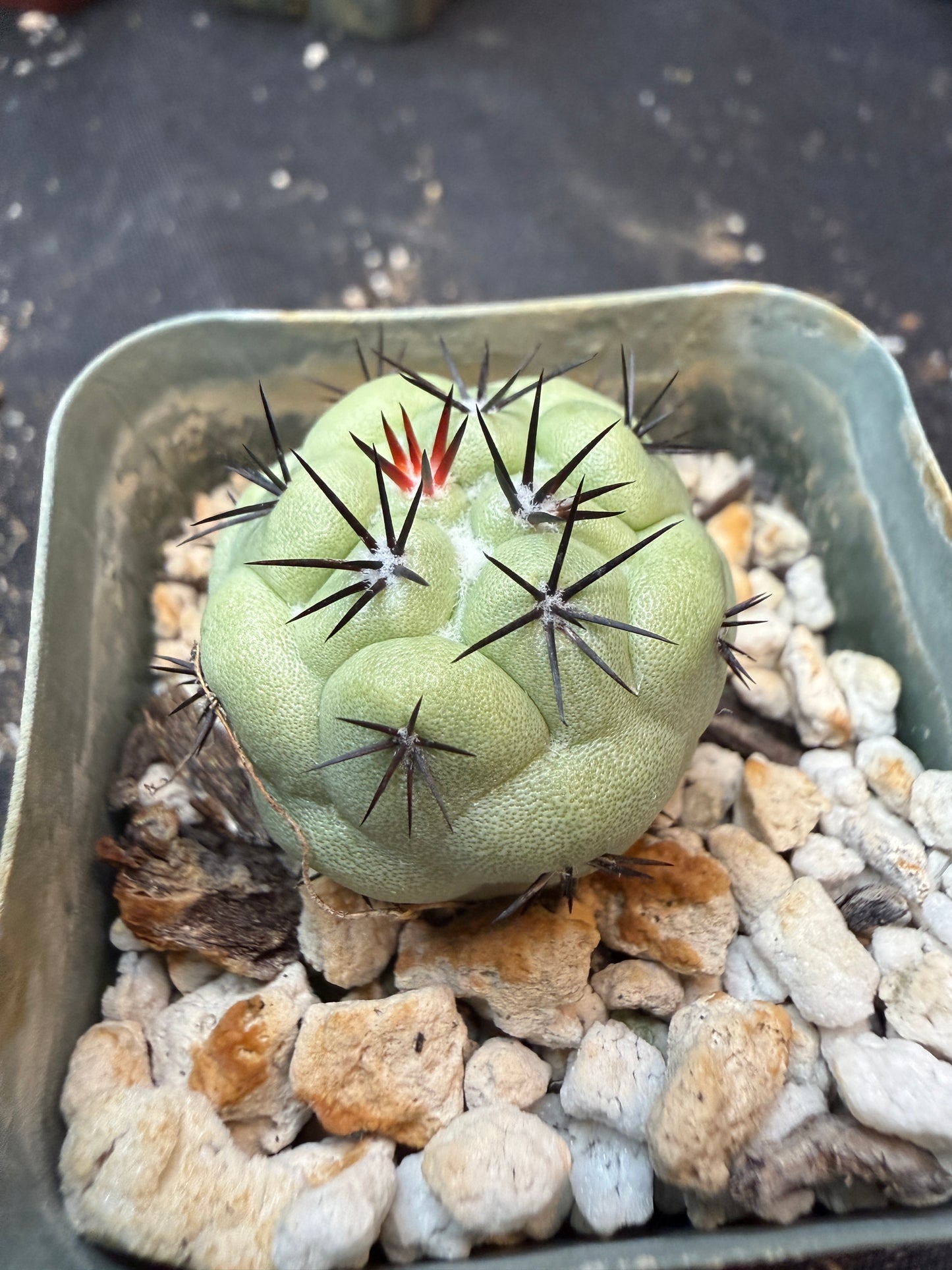 Ortegocactus macdougalii rare 342