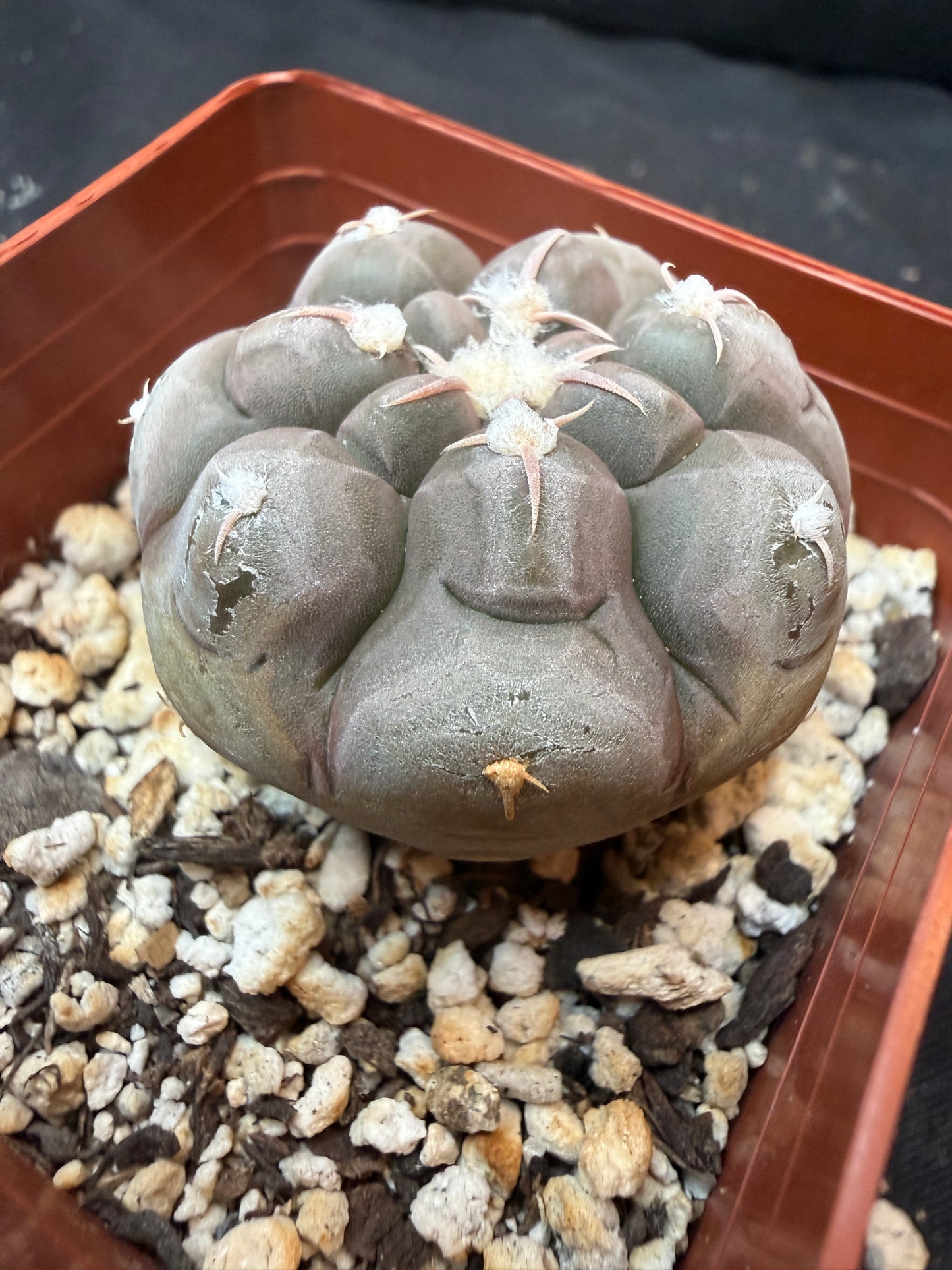 Gymnocalycium prochazkeanum rare 344