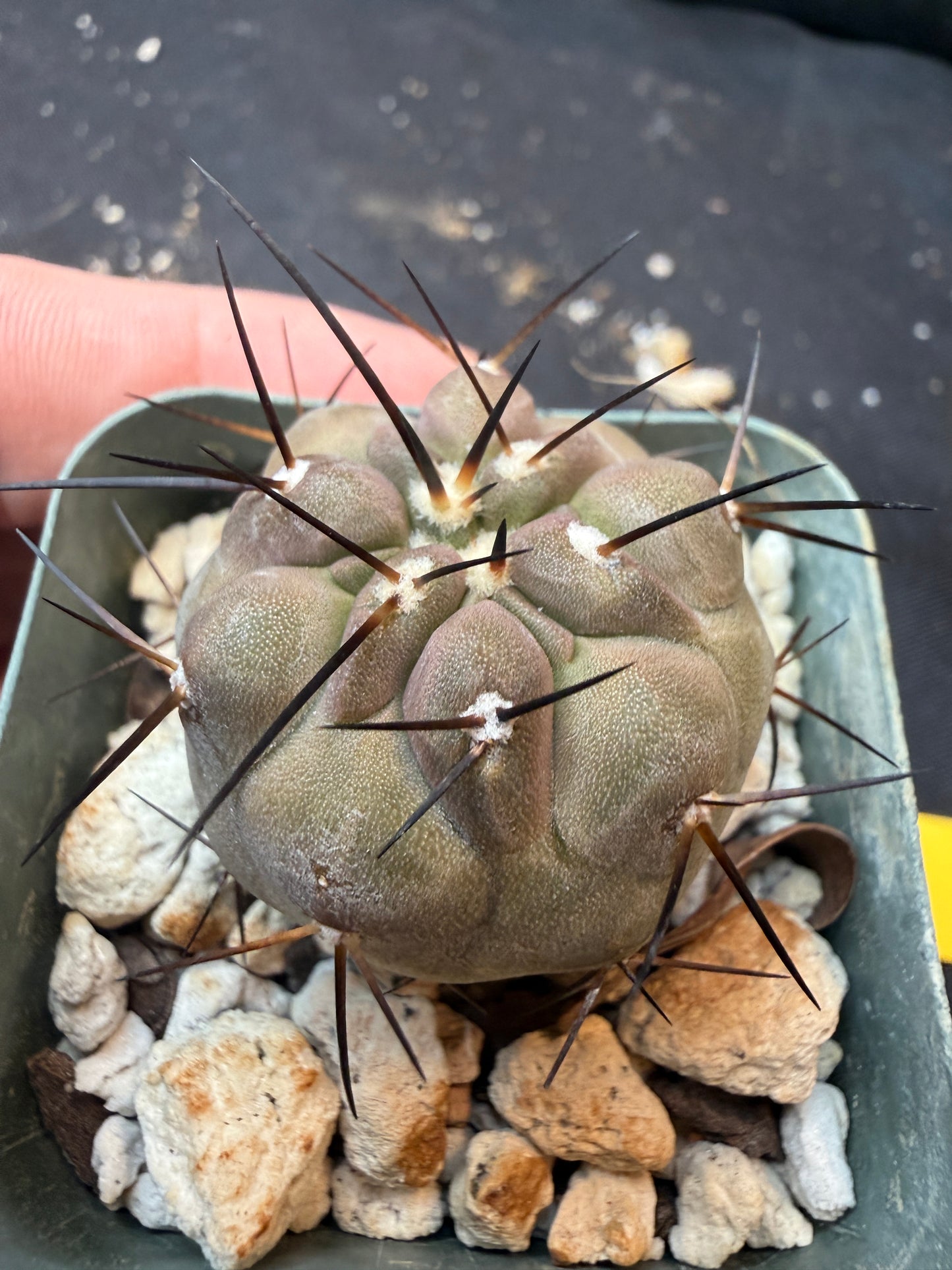 Copiapoa cinerea nice 346