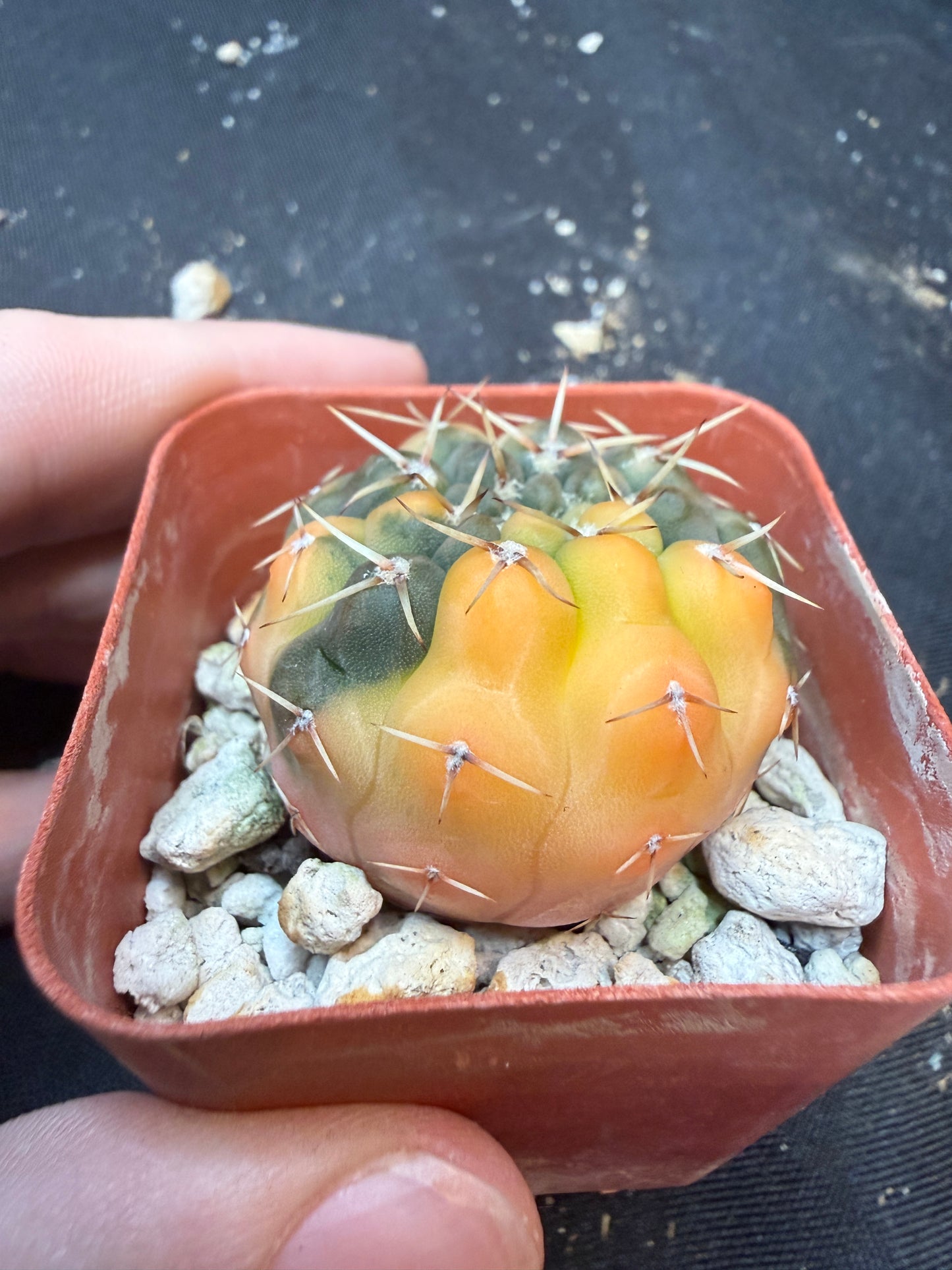 Gymnocalycium ochoterranae variegated 347