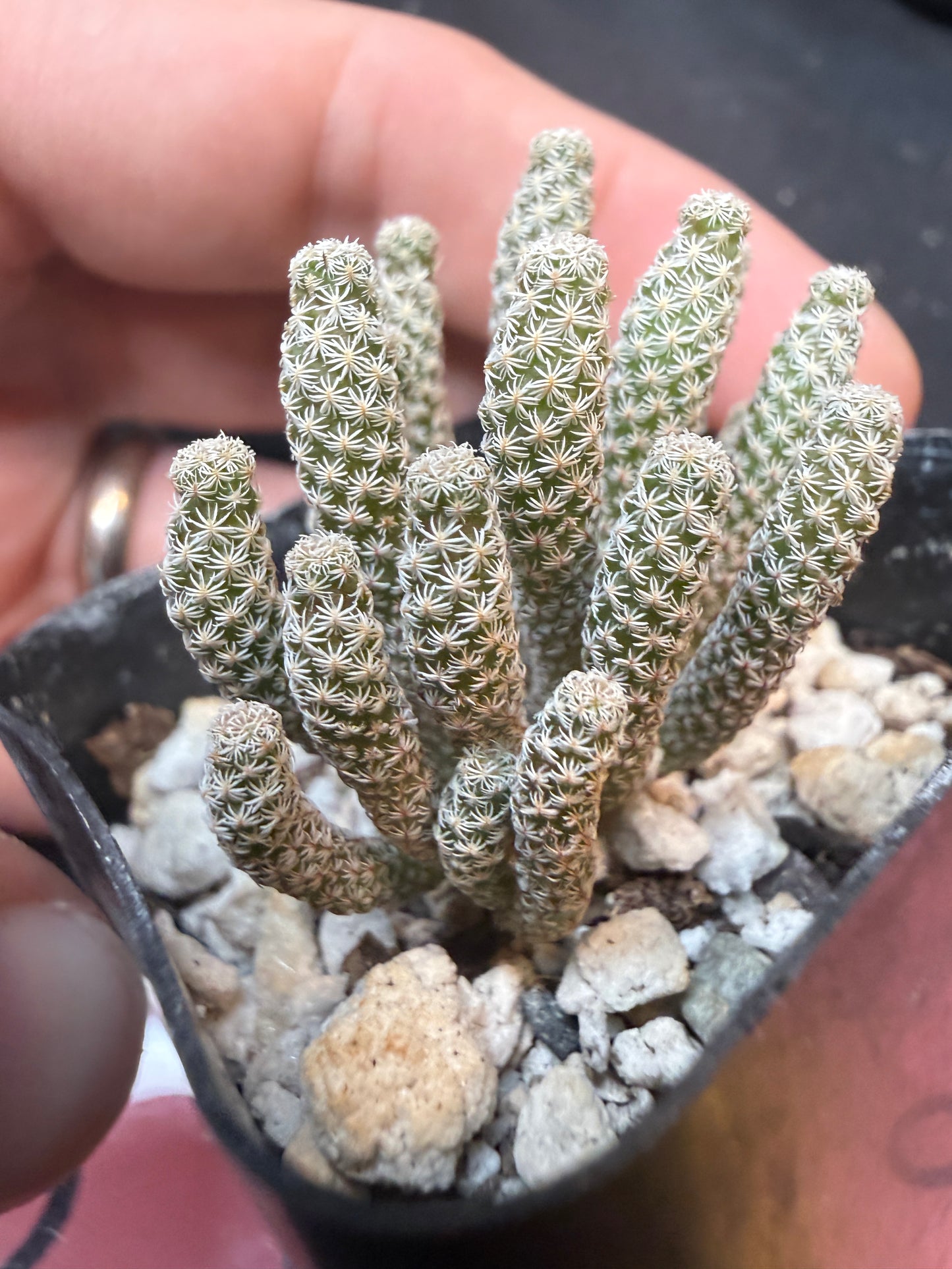 Turbinicarpus minima 348