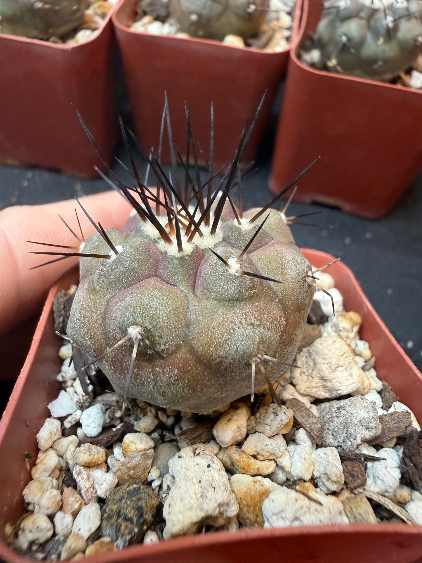 Copiapoa cinerea 351