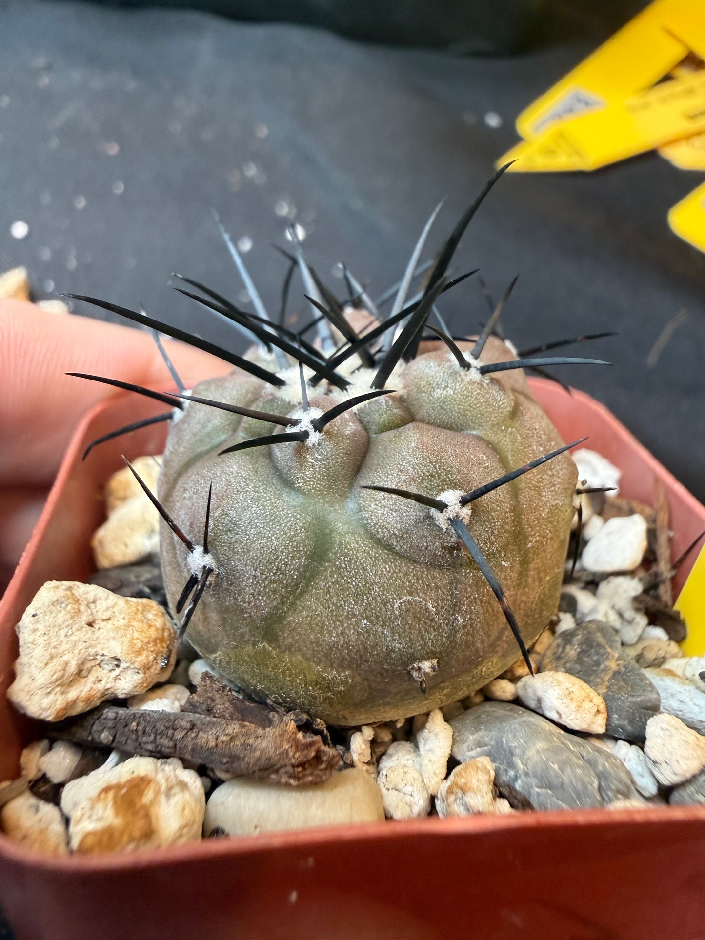 Copiapoa cinerea 354