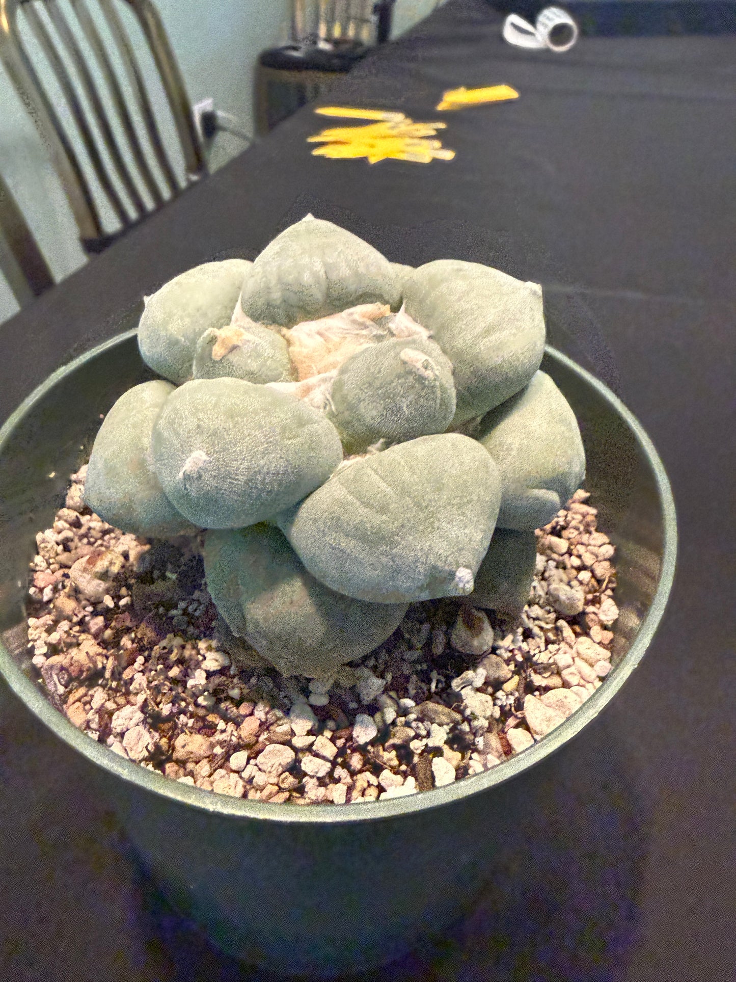 Ariocarpus maruibo furfuraceous