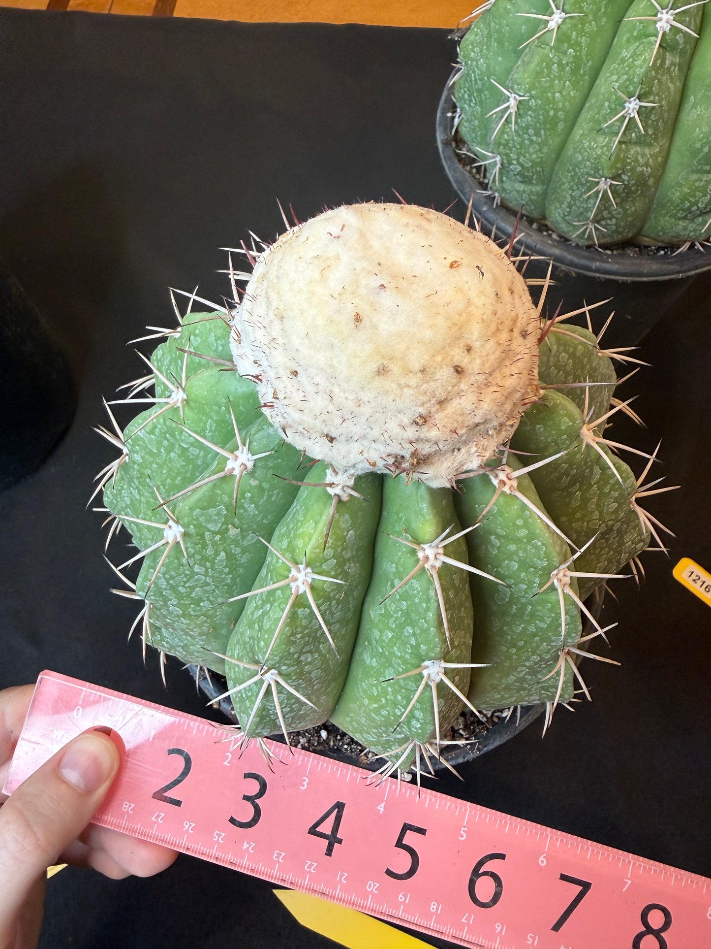Melocactus curvispinus with cephalium old plant 1217