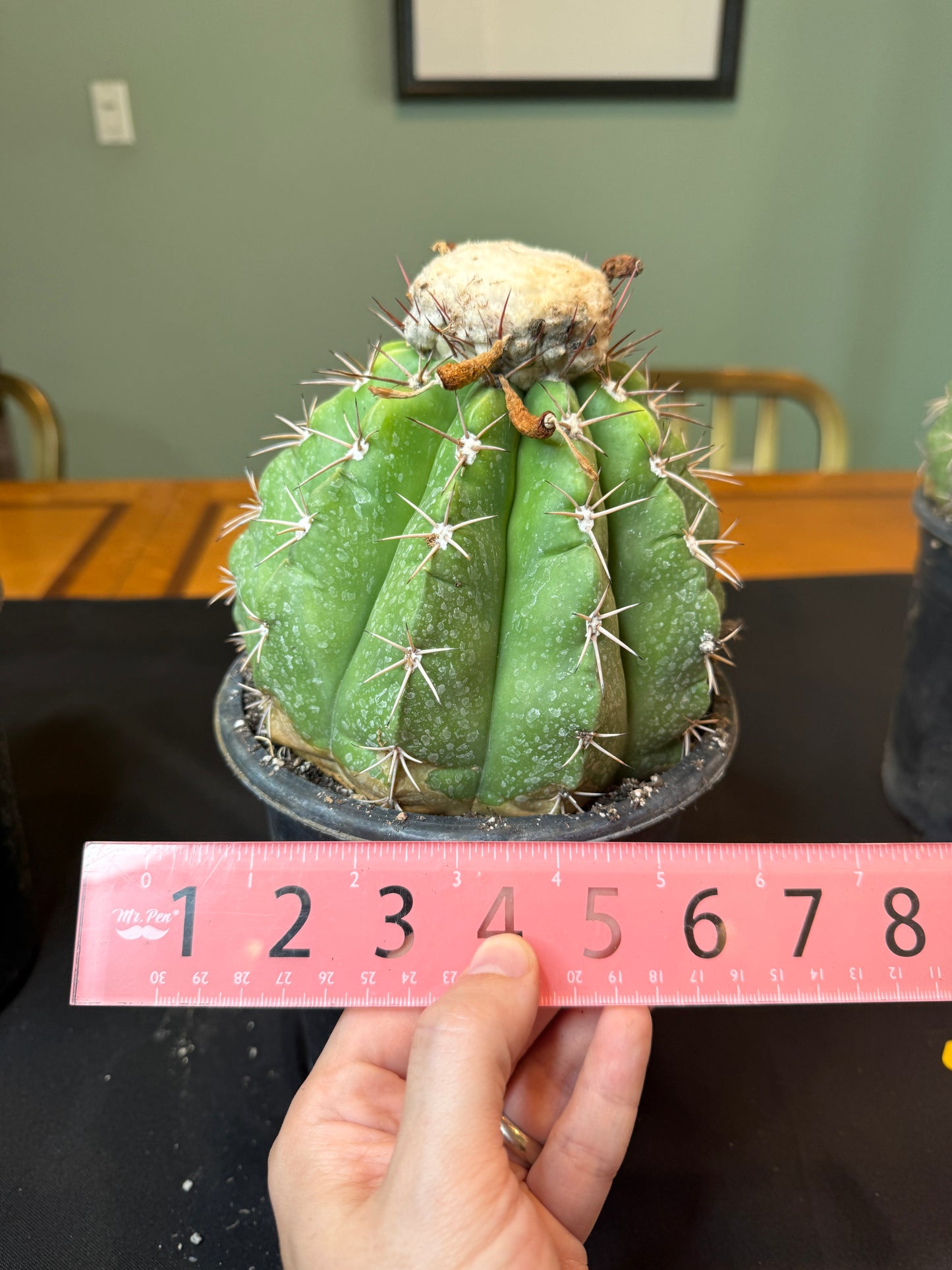 Melocactus curvispinus specimen with cephalium 1216