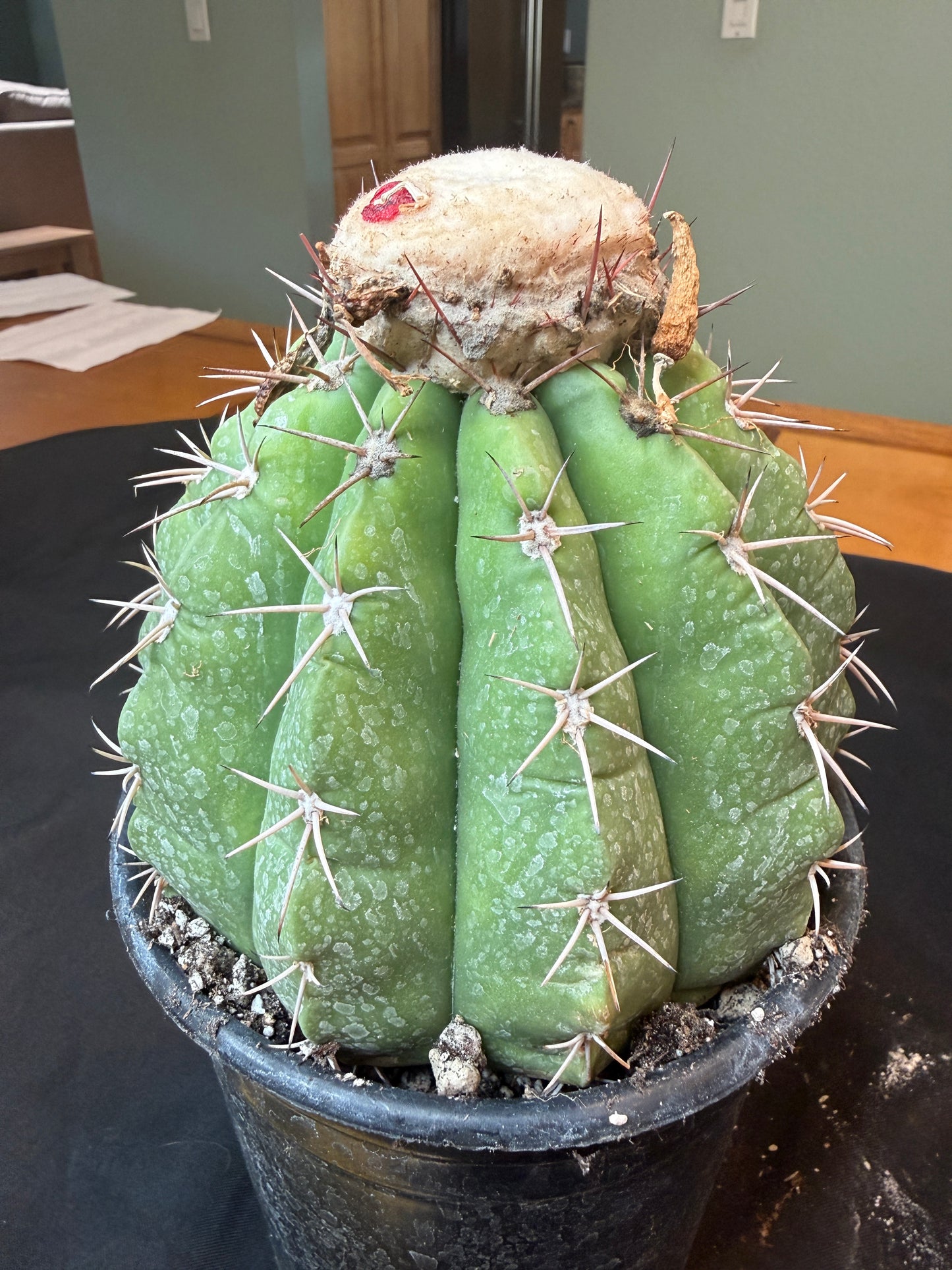 Melocactus curvispinus specimen with cephalium 503