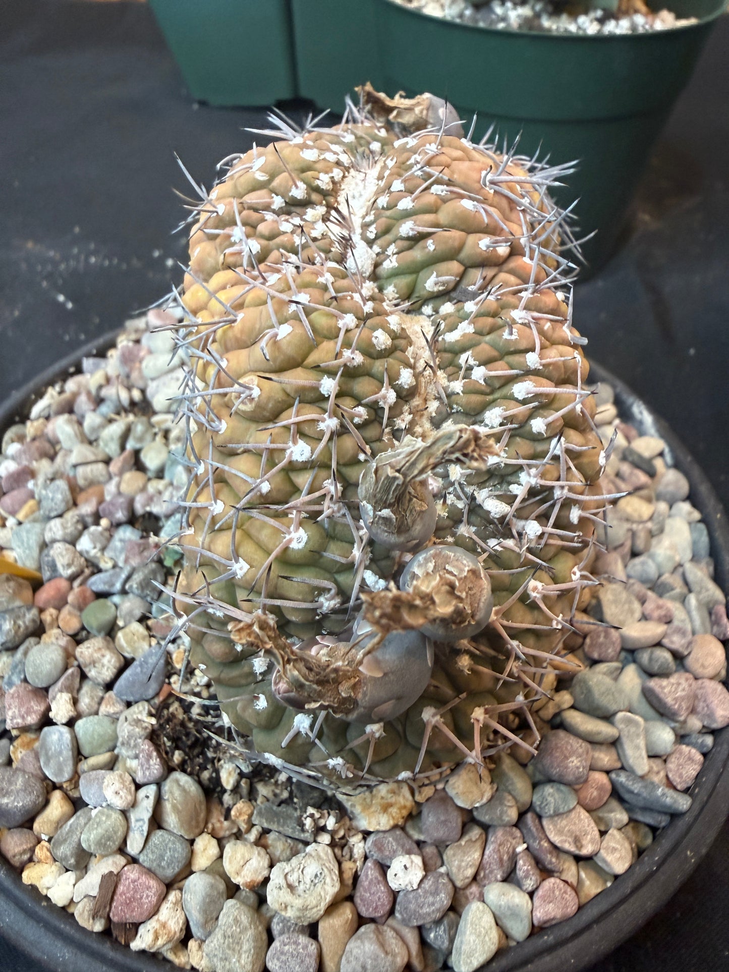 Gymnocalycium asterium crest specimen size 1284