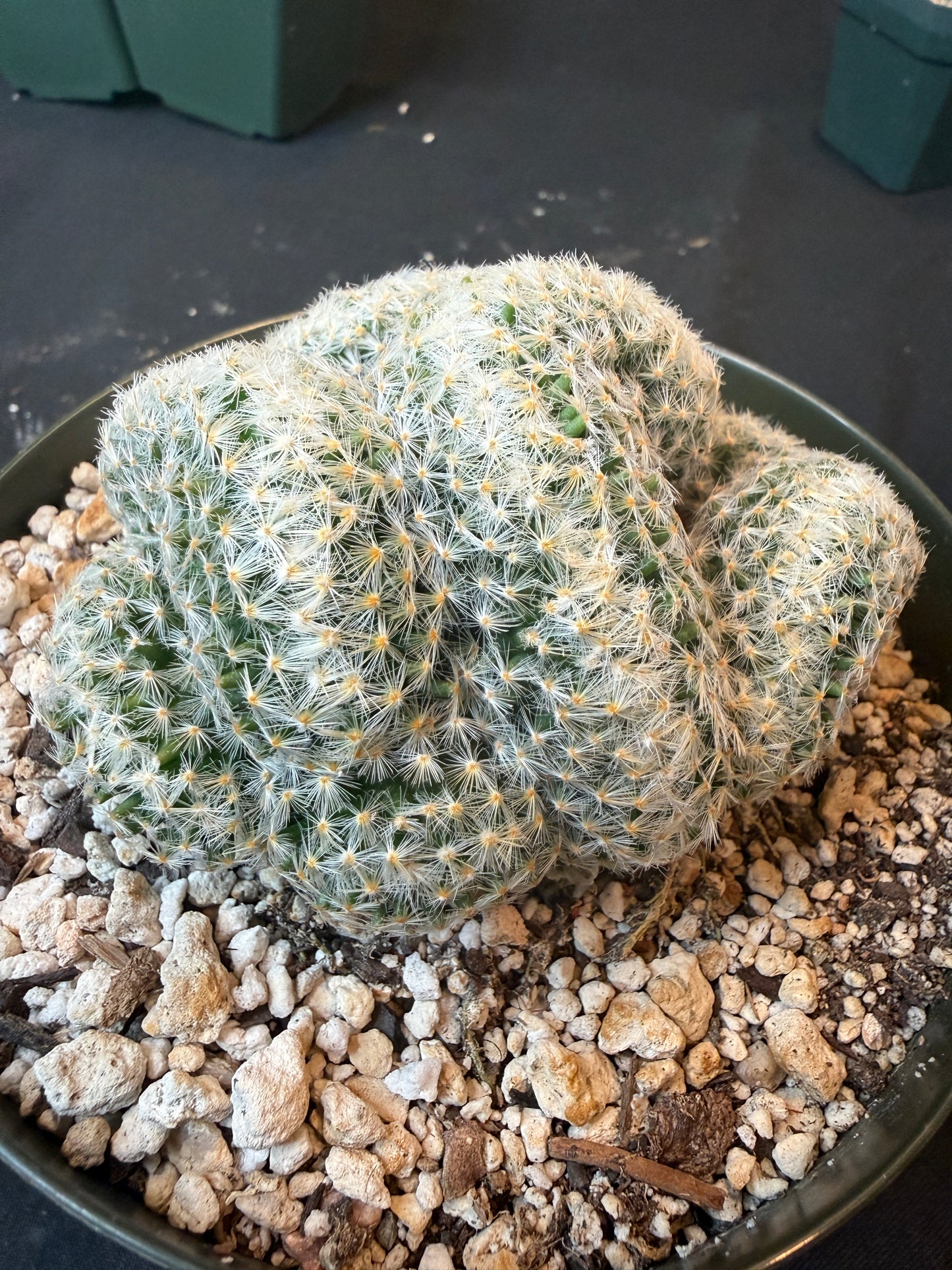Mammillaria scheideana large crest 1601